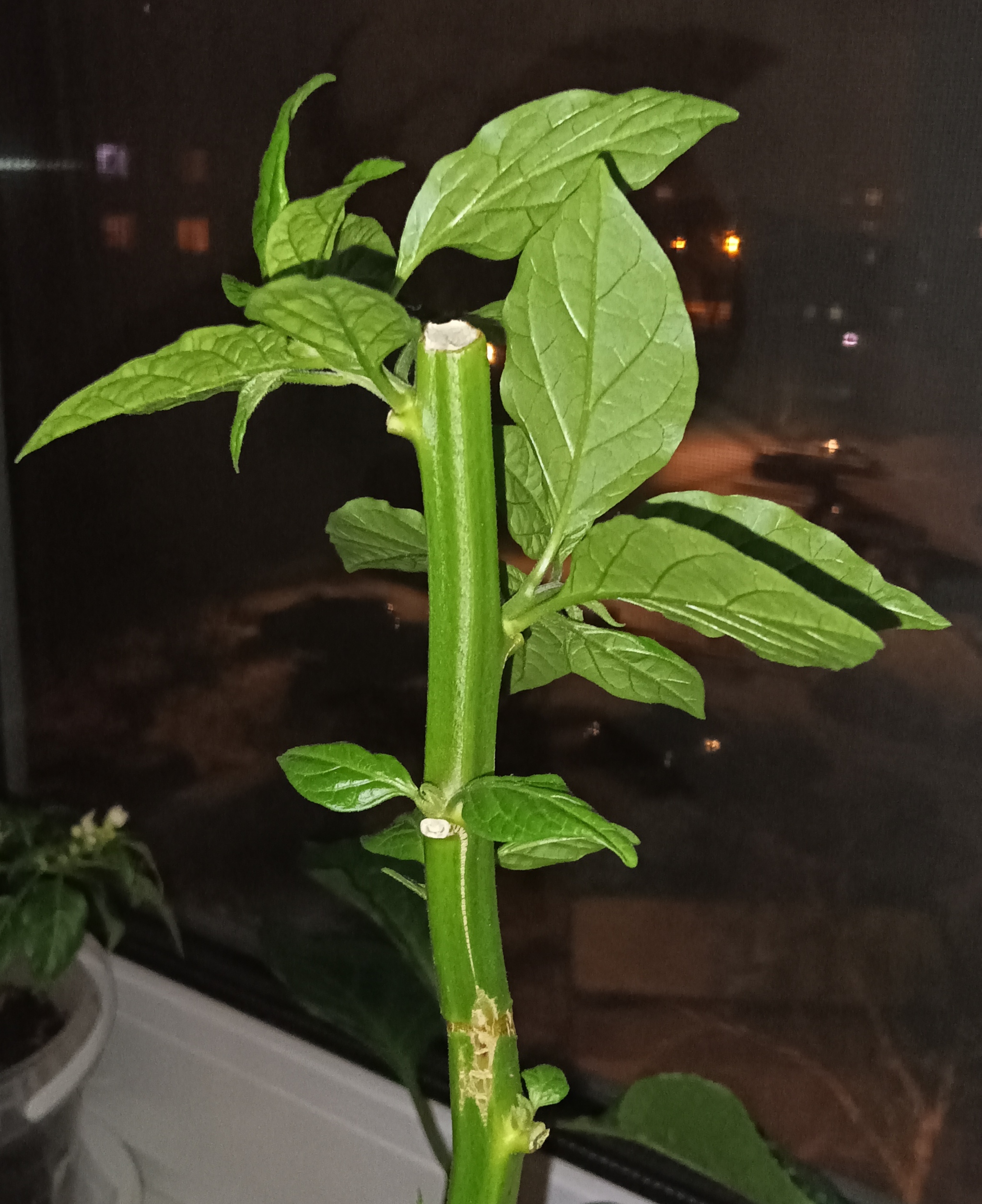 Trimming results after a month / experiments continue - My, Pruning, Vegetable garden on the windowsill, Hot peppers, Pepper