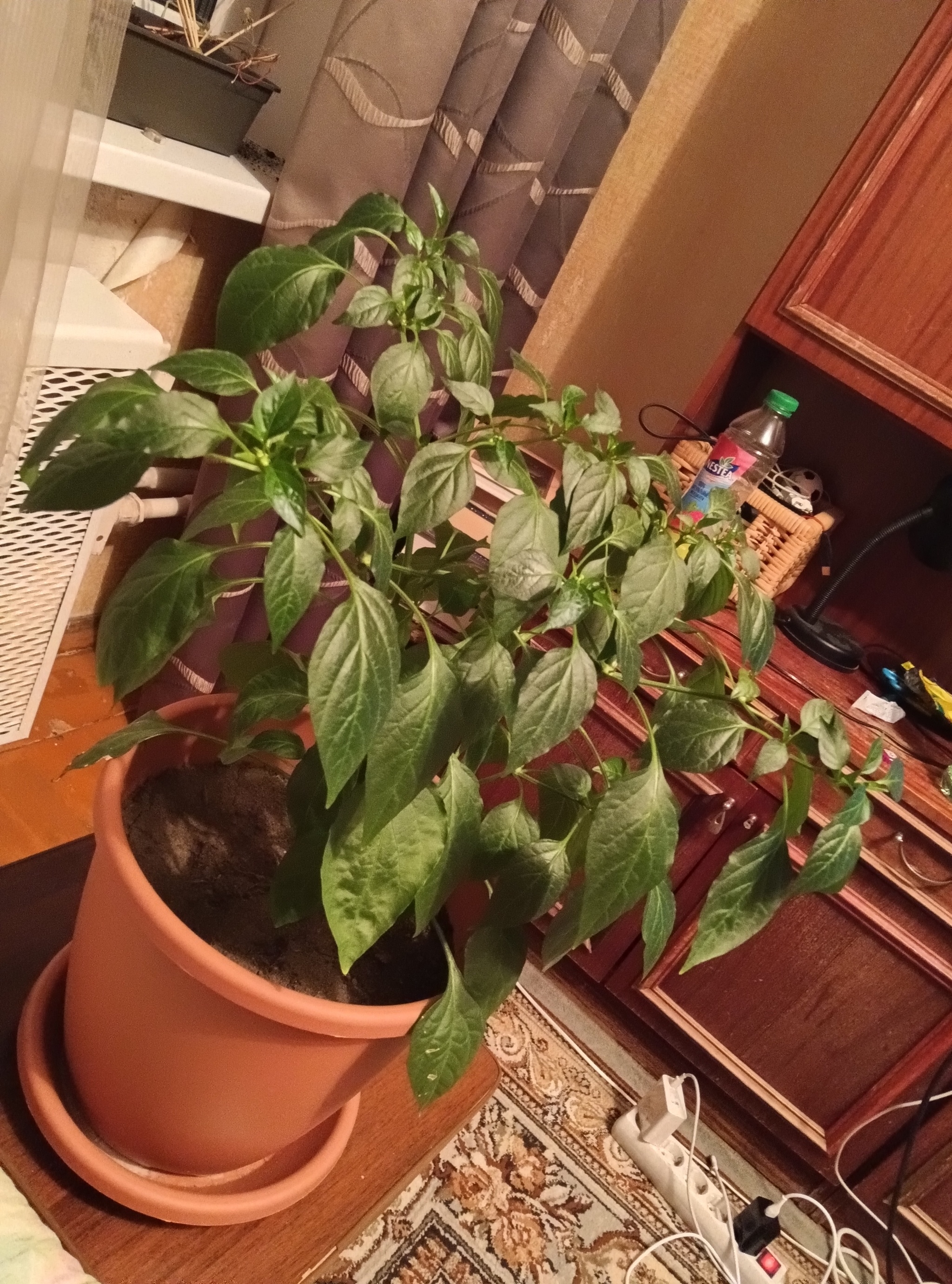 Trimming results after a month / experiments continue - My, Pruning, Vegetable garden on the windowsill, Hot peppers, Pepper