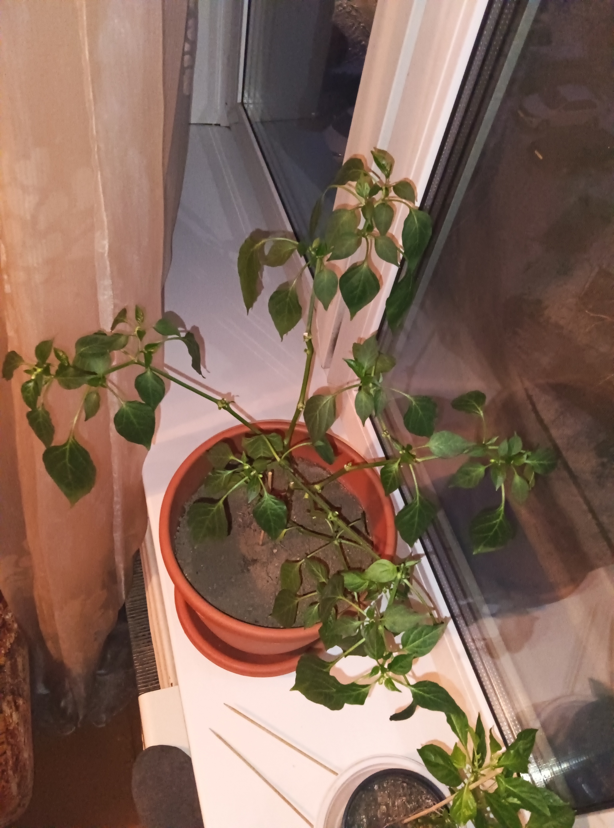 Trimming results after a month / experiments continue - My, Pruning, Vegetable garden on the windowsill, Hot peppers, Pepper