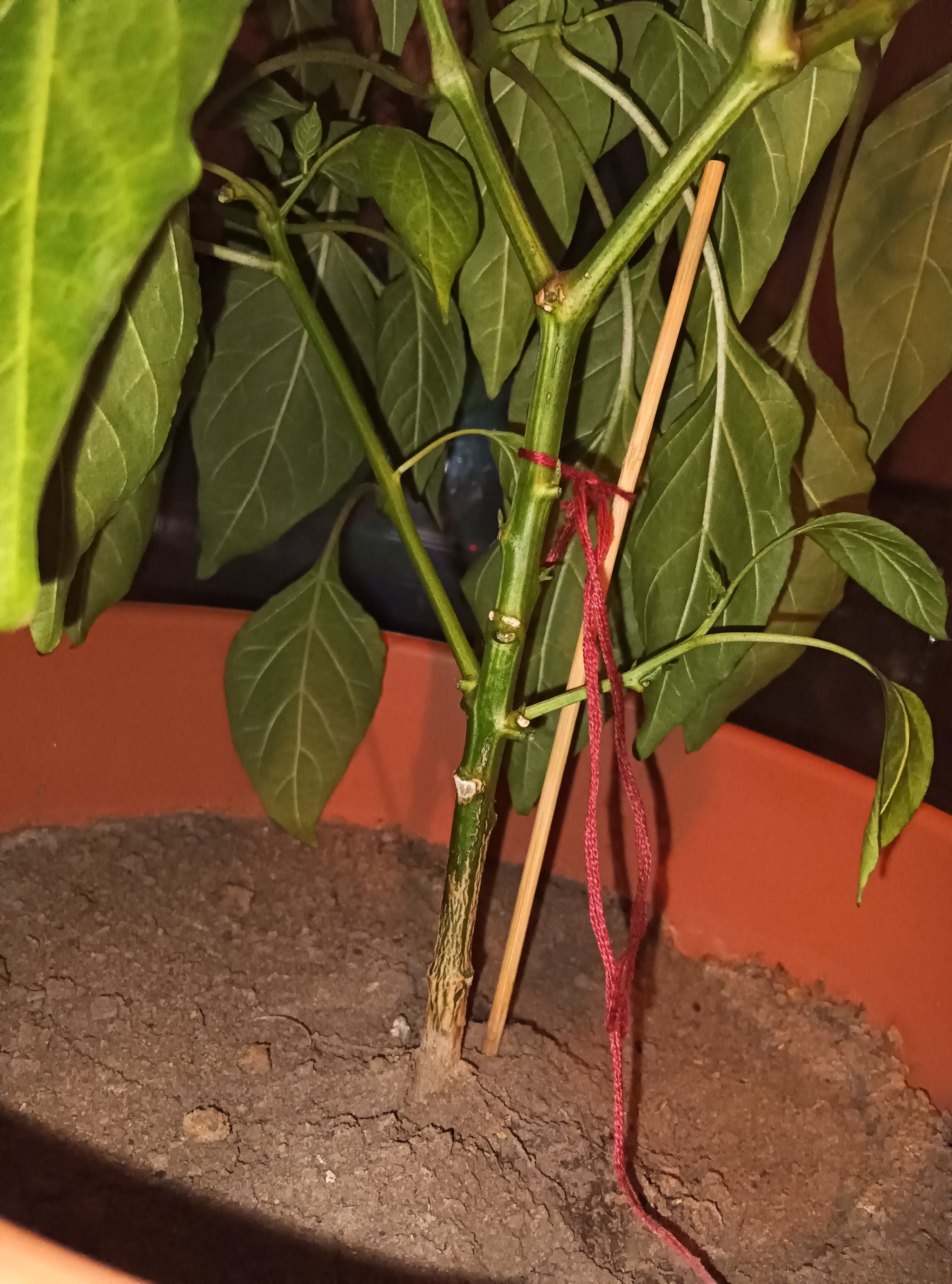 Trimming results after a month / experiments continue - My, Pruning, Vegetable garden on the windowsill, Hot peppers, Pepper