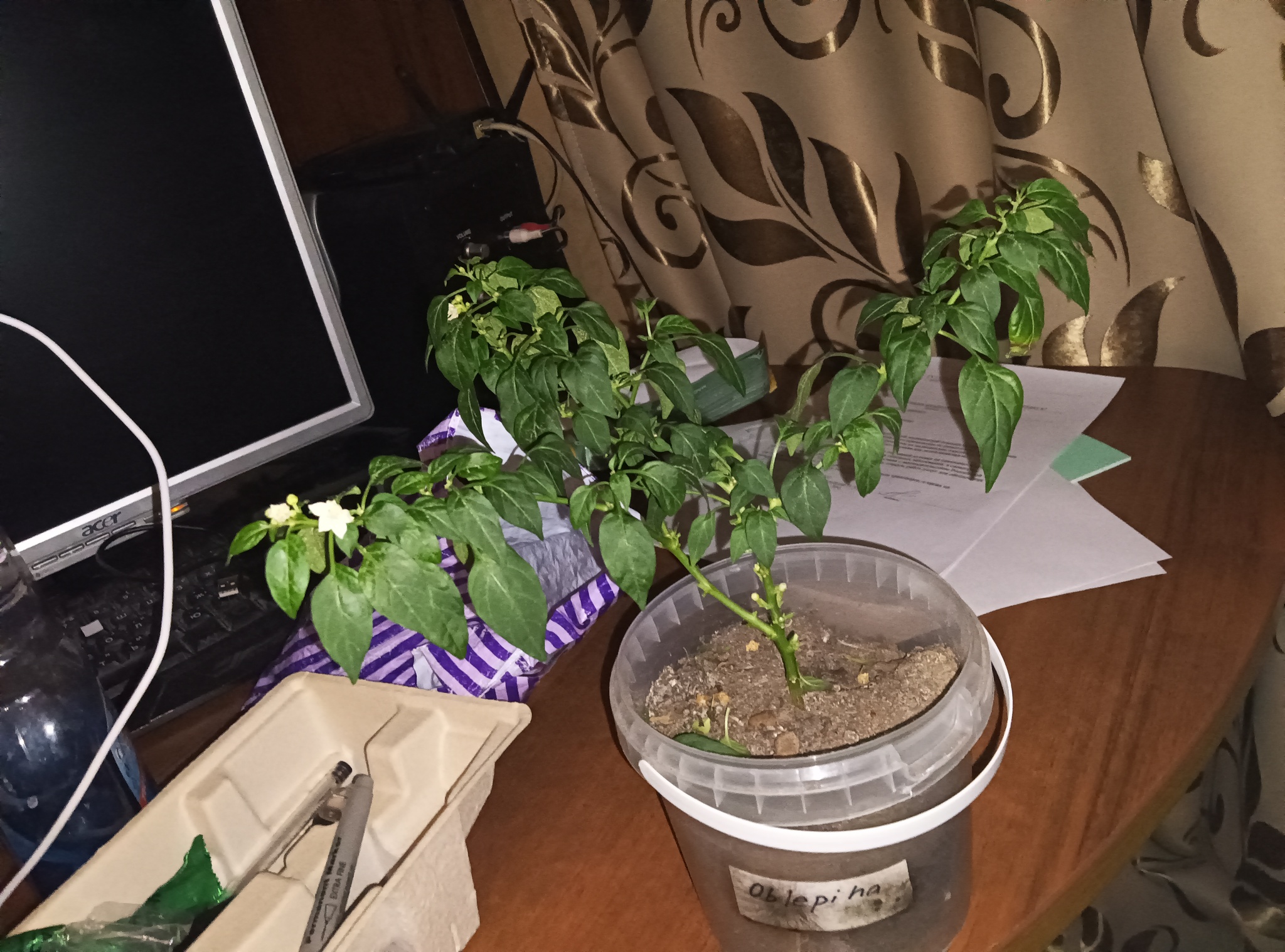 Trimming results after a month / experiments continue - My, Pruning, Vegetable garden on the windowsill, Hot peppers, Pepper