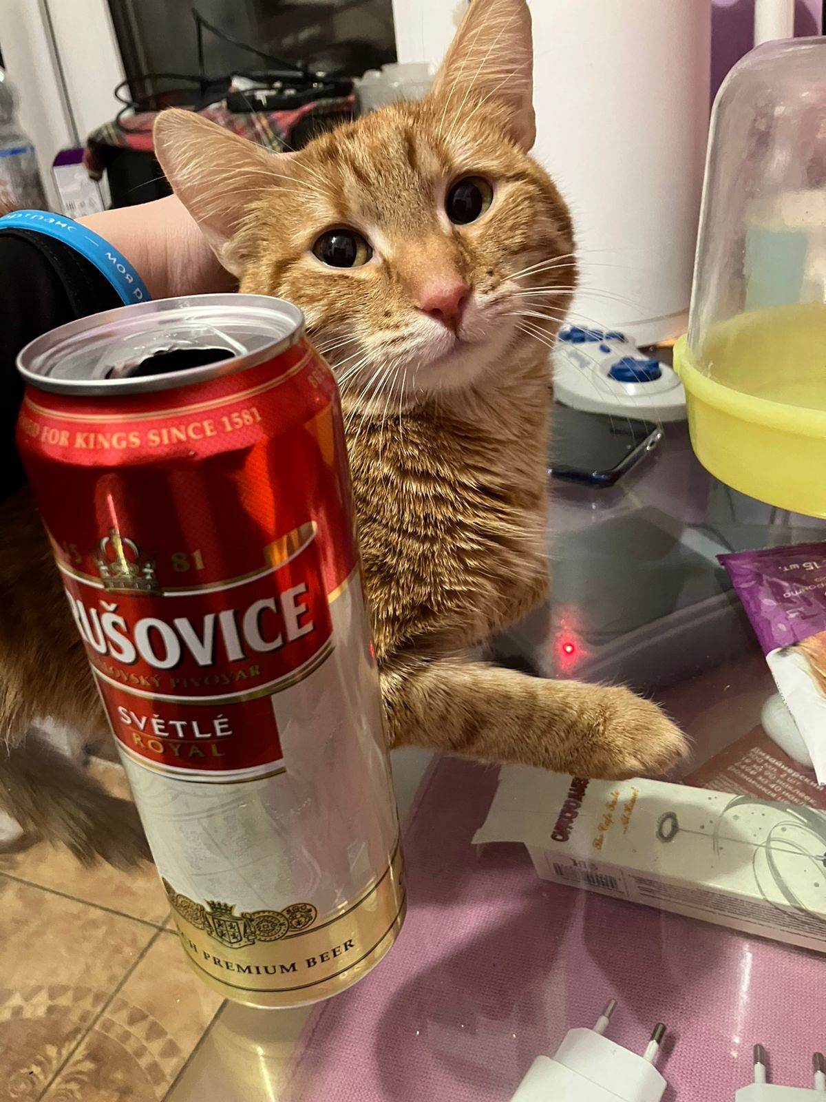 We are not only lovers of playing the lottery, but also drinking beer) What a cunning look he has (Real Kazakh) - My, cat, The photo