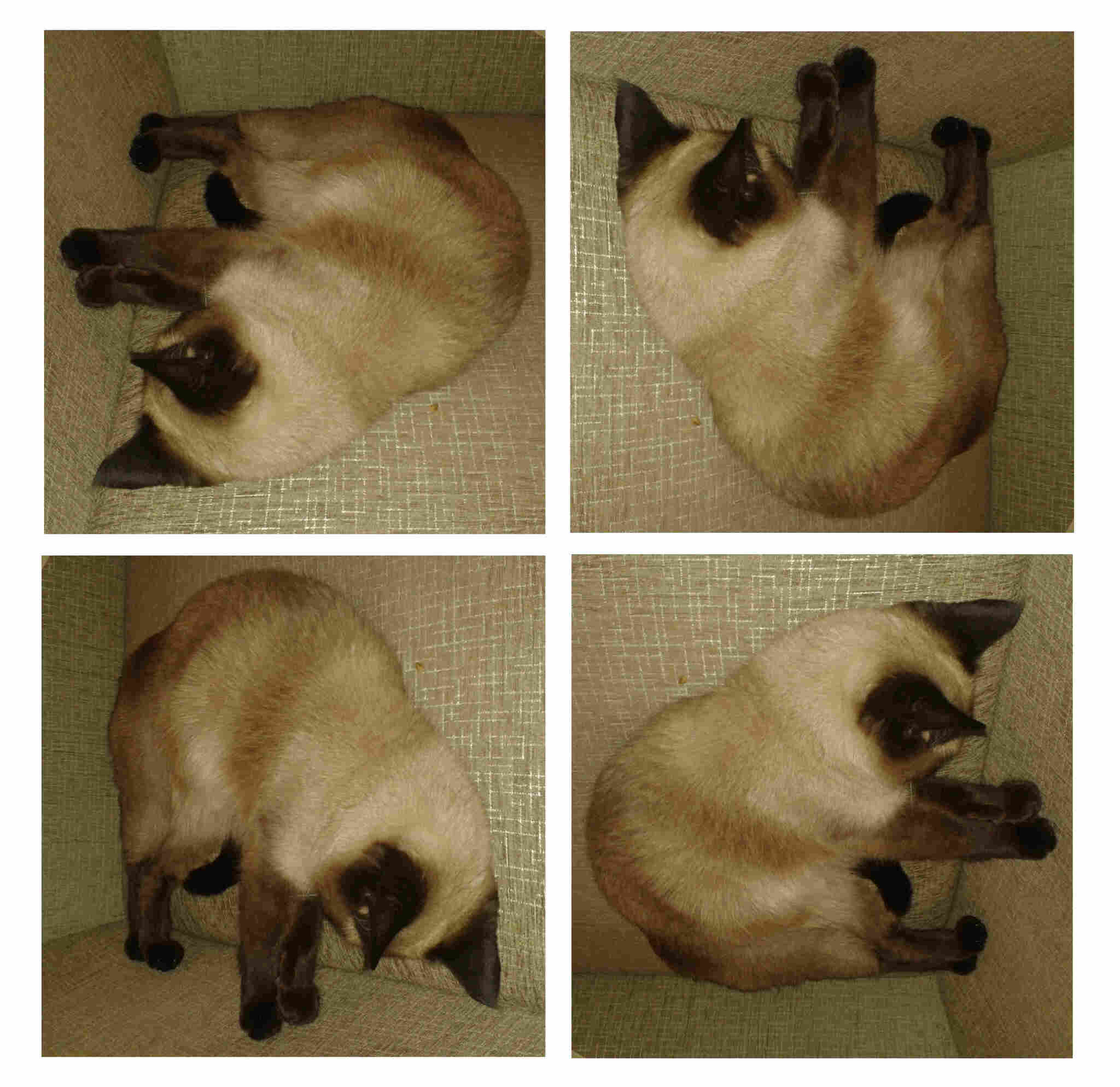 cat in superposition - My, cat, Shroedinger `s cat, The quantum physics, It seemed