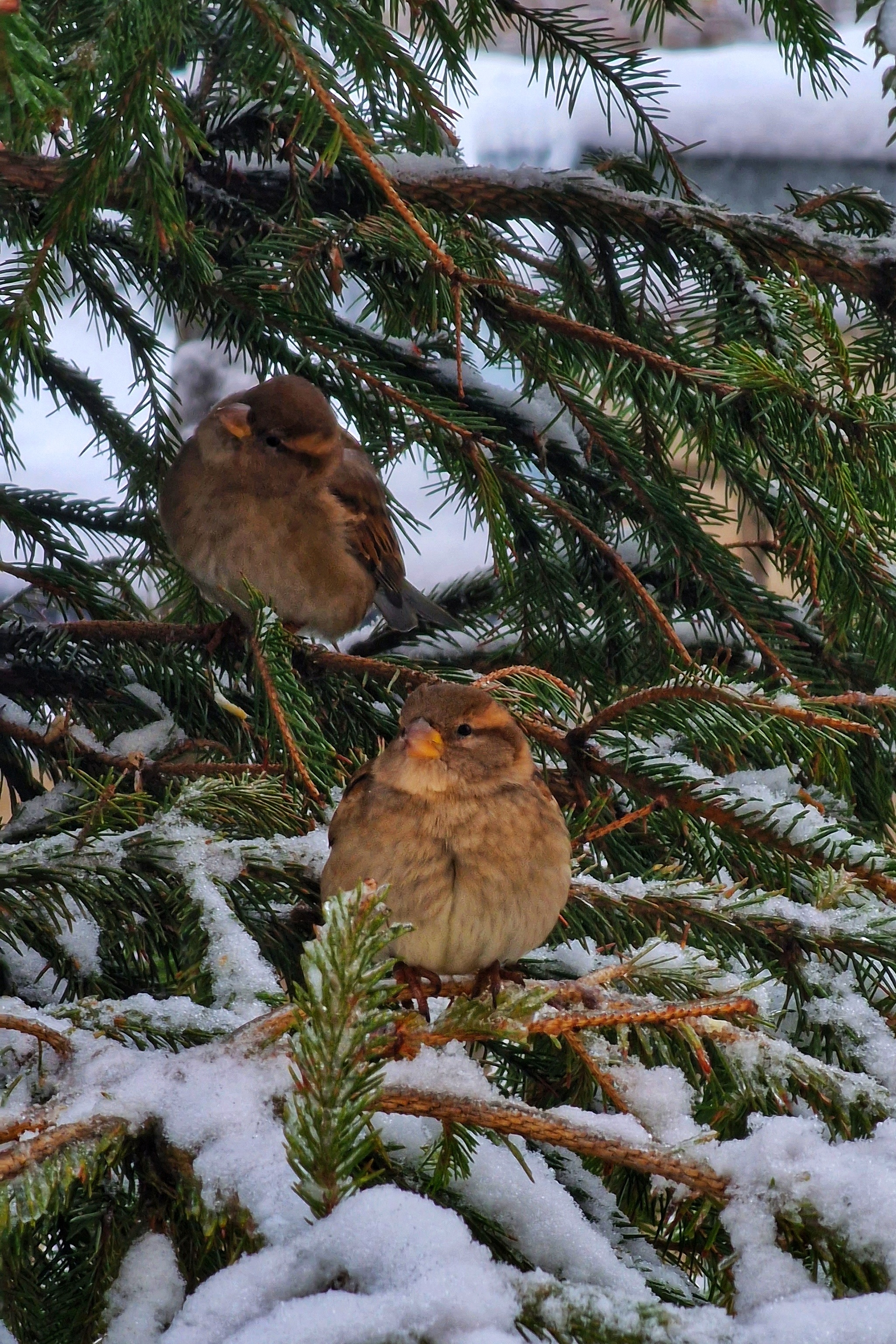 Sparrows hibernate - Sparrow, Christmas trees, Winter, Mobile photography, Samsung S22 Ultra