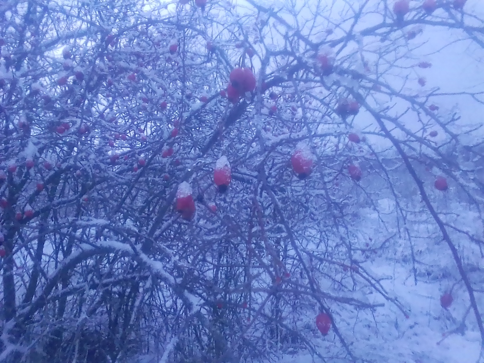 Собирал шиповник - Зима, Шиповник, Длиннопост, Снег, Фотография