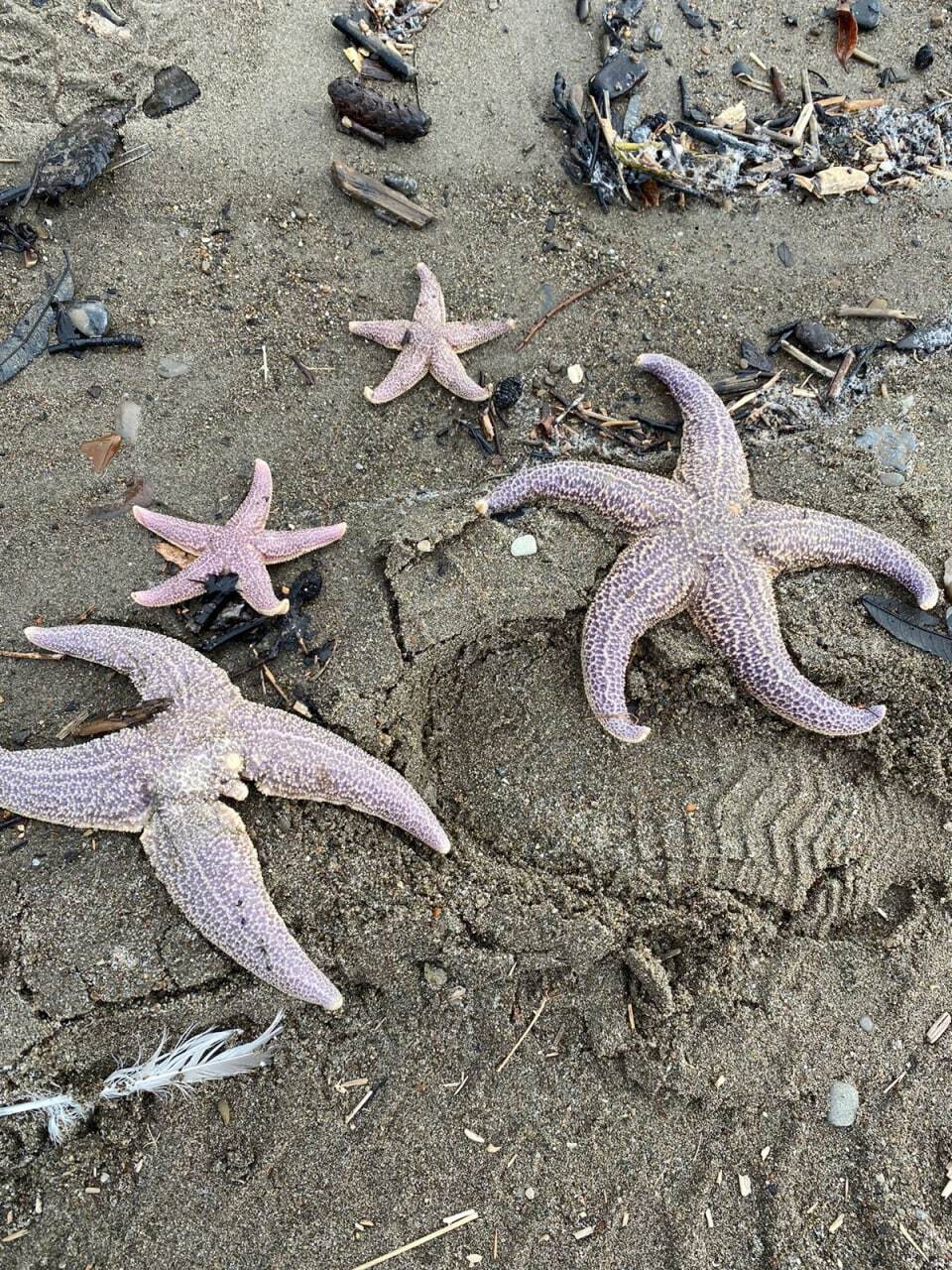 Delicacies from the sea - Fishing, Дальний Восток, Gifts of the sea, Video, Longpost, Sakhalin