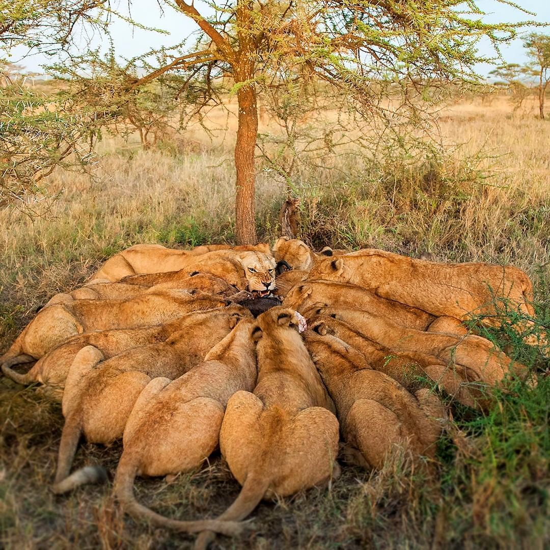 Dinner in the family circle - Pride, Lioness, a lion, Rare view, Big cats, Predatory animals, Mammals, Animals, Wild animals, wildlife, Nature, National park, Serengeti, Africa, The photo