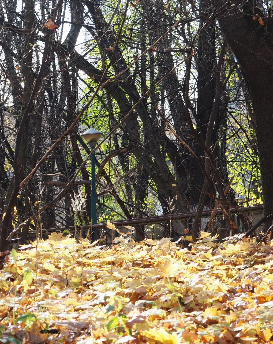 Continuation of the post The oldest park in the center of Moscow, where no Muscovite can get - sights, Moscow, The park, Garden Ring, Yandex Zen, Reply to post, Longpost, City walk