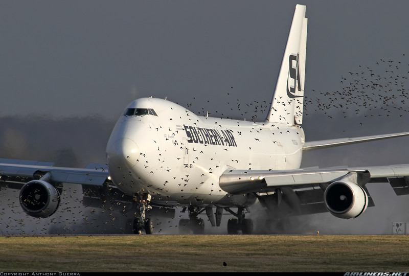 What happens when a bird collides with an airplane? - Airplane, Birds, Aviation, How is it done, Longpost