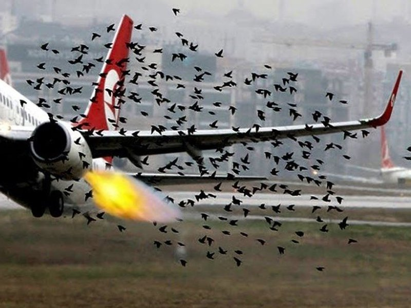 Столкновение самолета с птицей. Птица врезалась в самолет. Стая самолетов. Самолет врезался в стаю птиц.
