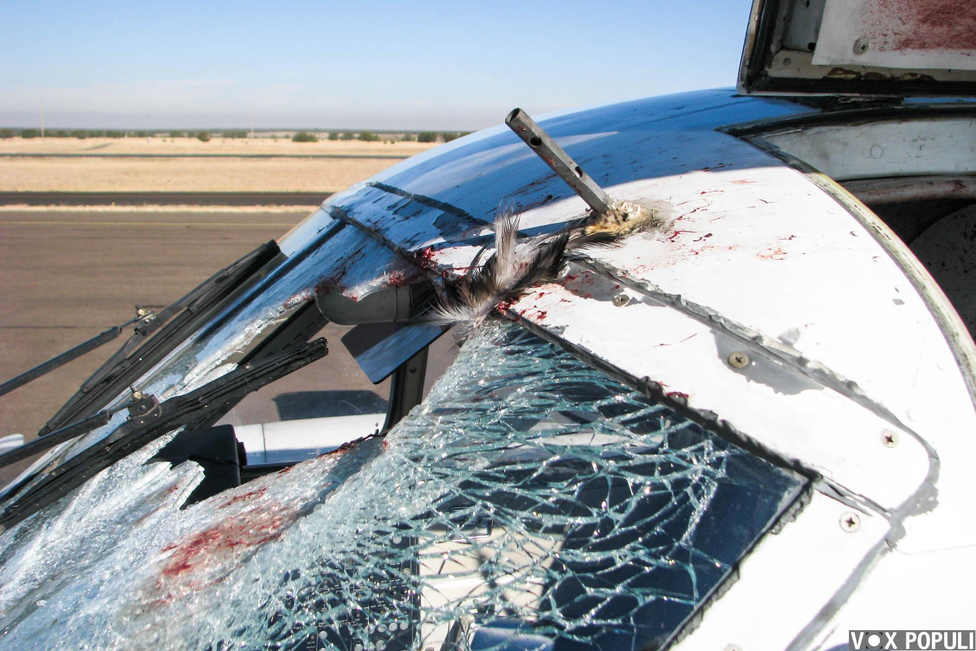 What happens when a bird collides with an airplane? - Airplane, Birds, Aviation, How is it done, Longpost