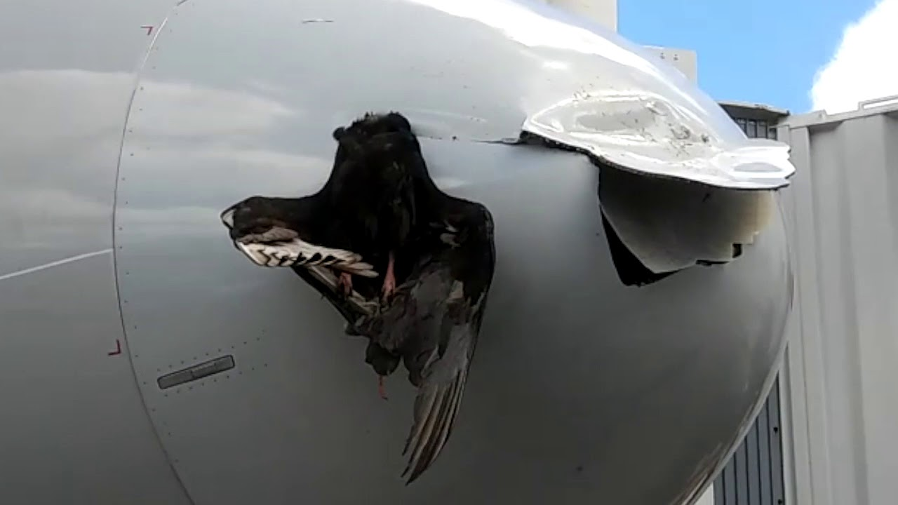 What happens when a bird collides with an airplane? - Airplane, Birds, Aviation, How is it done, Longpost