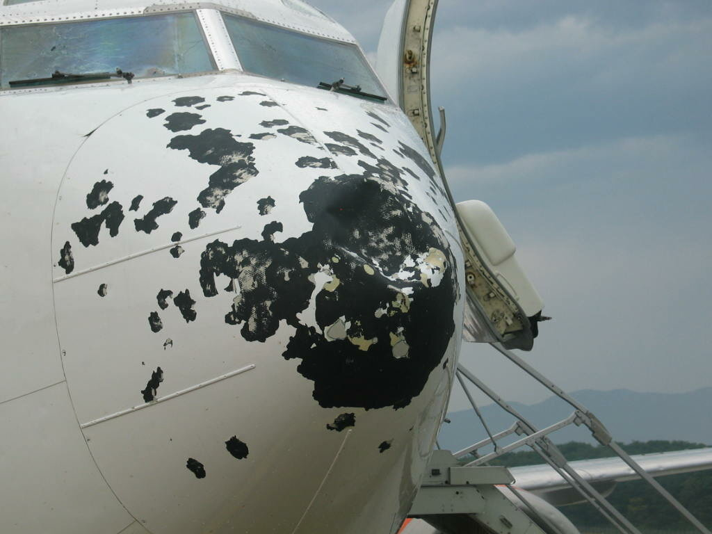 What happens when a bird collides with an airplane? - Airplane, Birds, Aviation, How is it done, Longpost