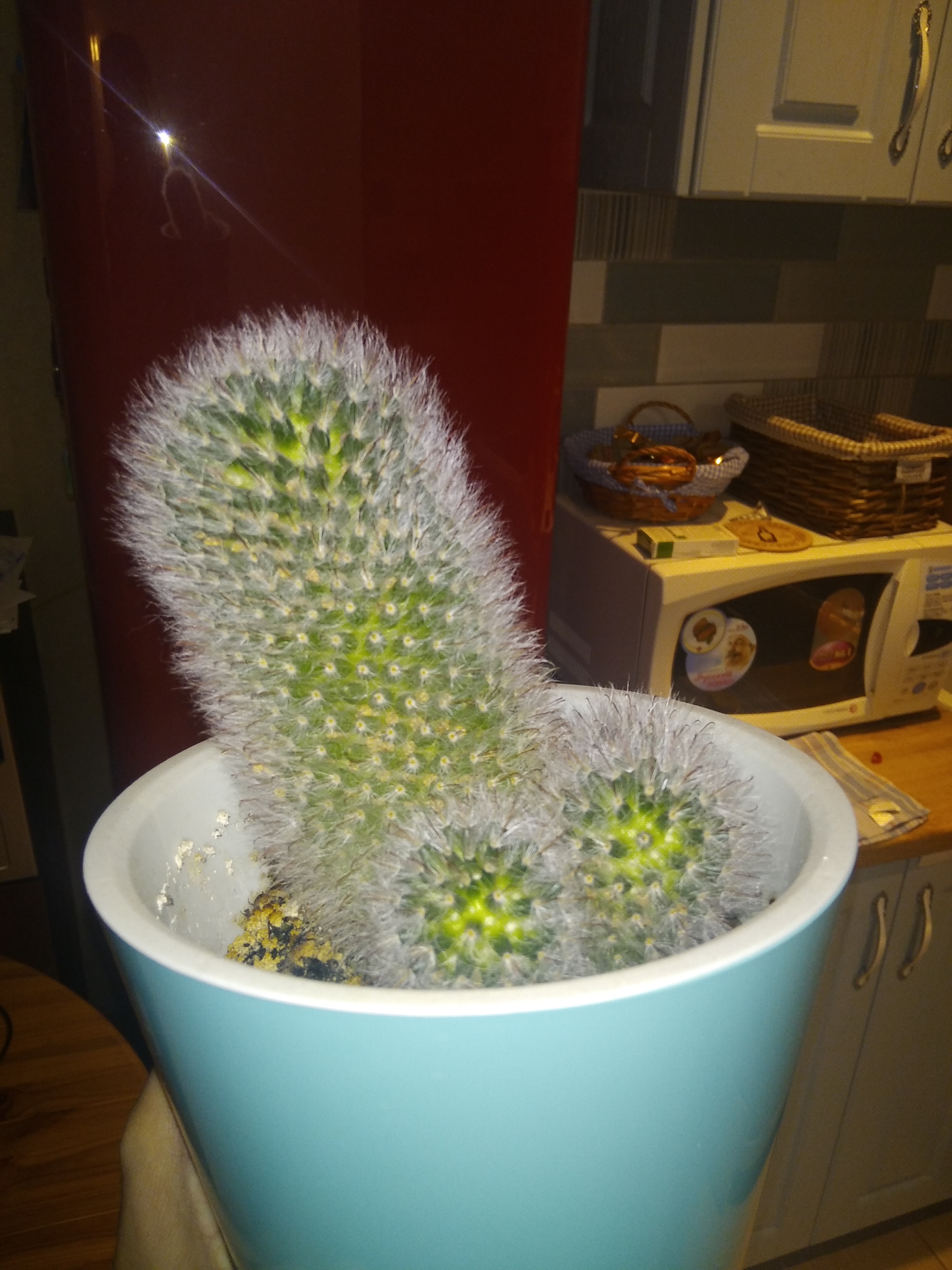 raised a cactus - My, Blooming cacti, Penis, Grows, Cactus, It seemed