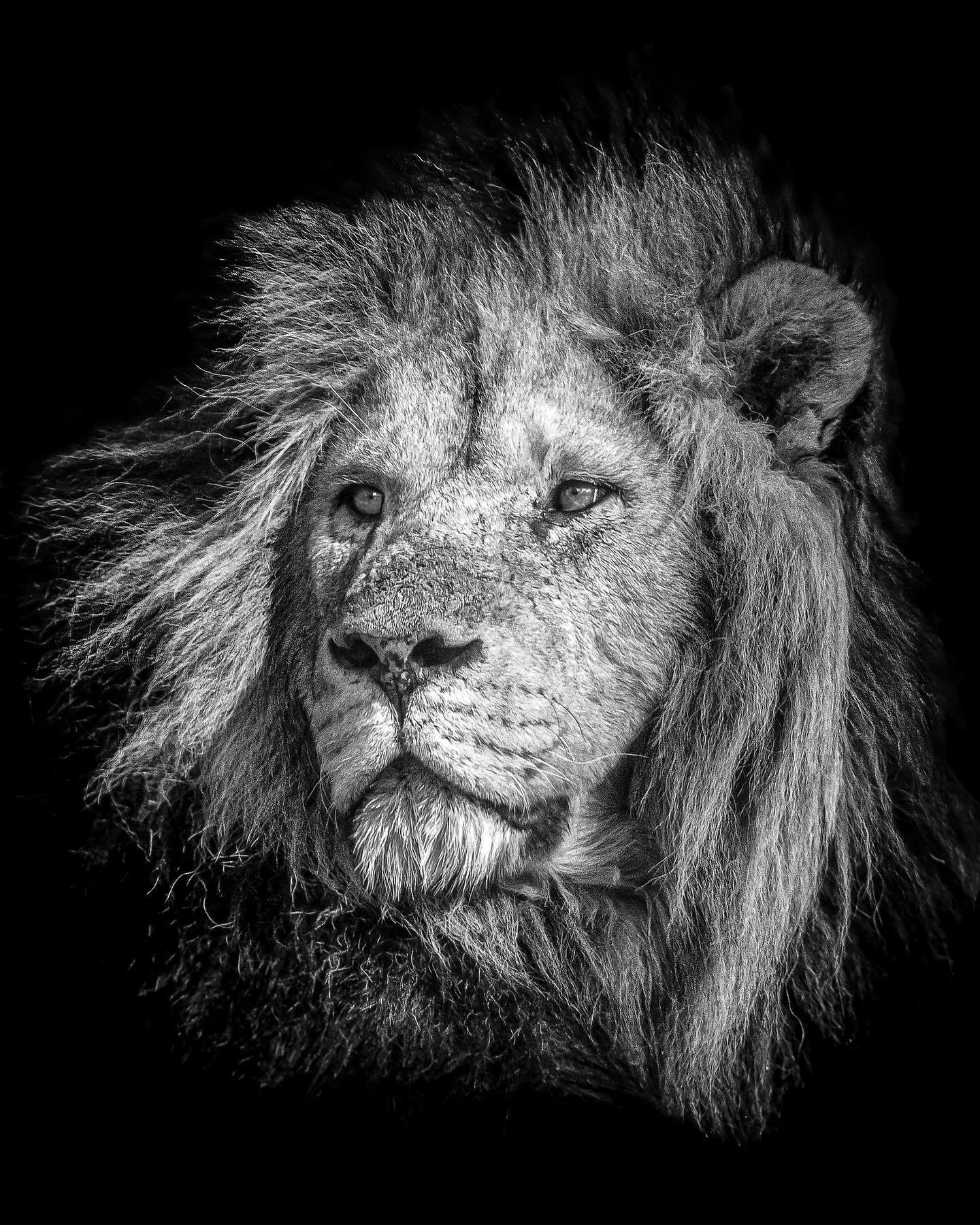 Грибы и немножко котиков | Пикабу