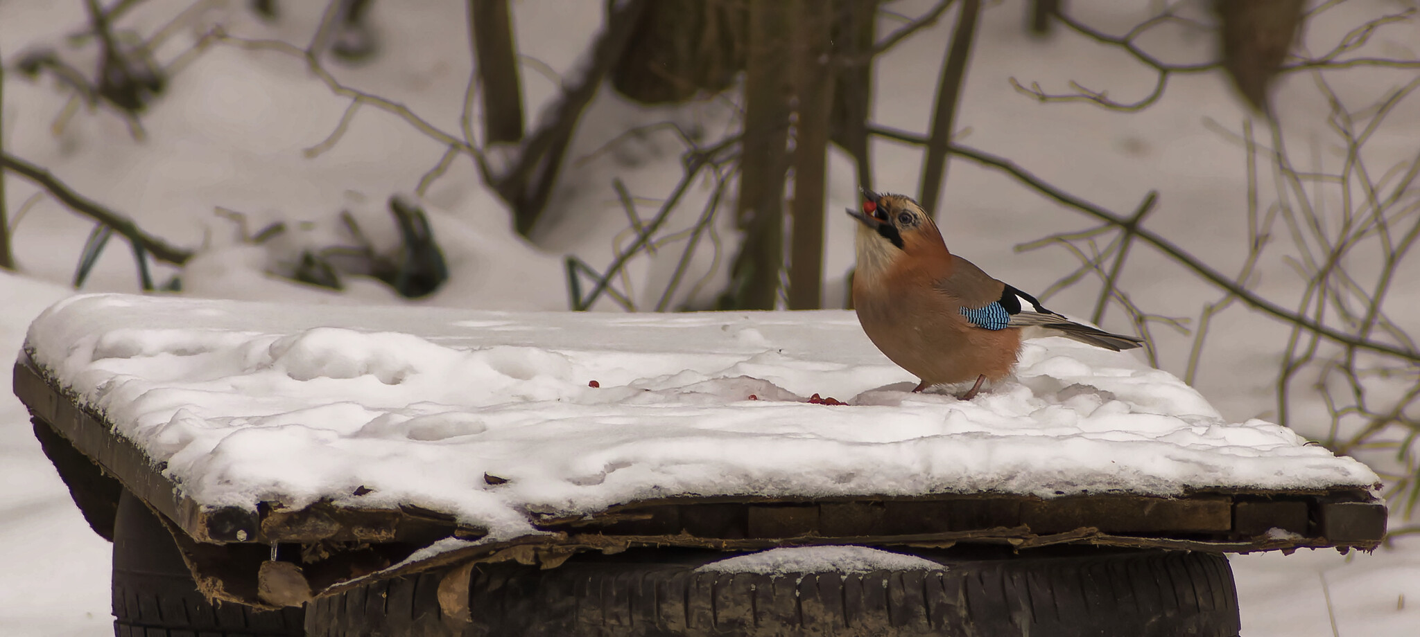 I came, I saw, I ate - My, Snack, Yummy, Dinner, Jay, Birds, Photo hunting, The nature of Russia, Nature, wildlife, Forest, Hobby