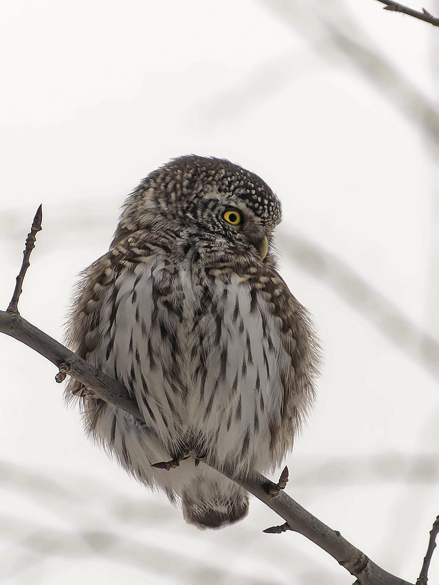 The main star of this fall - My, Owl, Sparrow owl, Nature, Photo hunting, Birds, Ornithology, Predator birds, Hobby, Forest, Walk, The photo