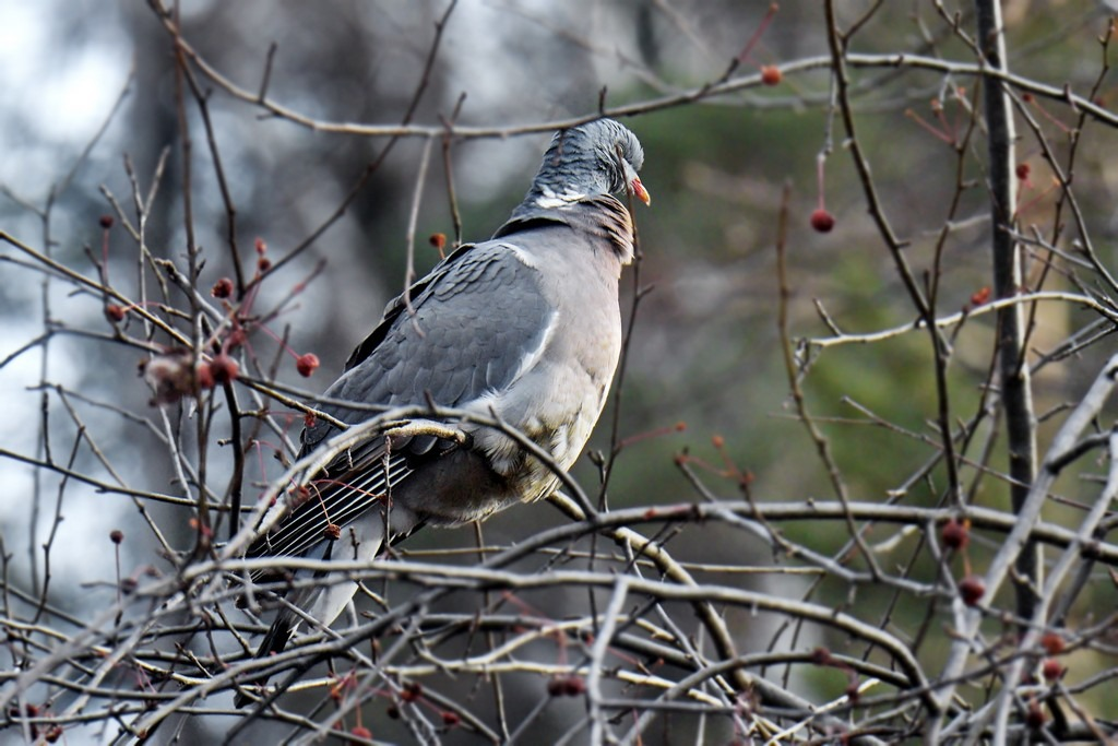 Wood pigeon photographed in Shushensky Bor - Ringdove, Forest pigeon, National park, Shushensky Bor, Birds, wildlife, The photo, Rare view, Red Book, Longpost