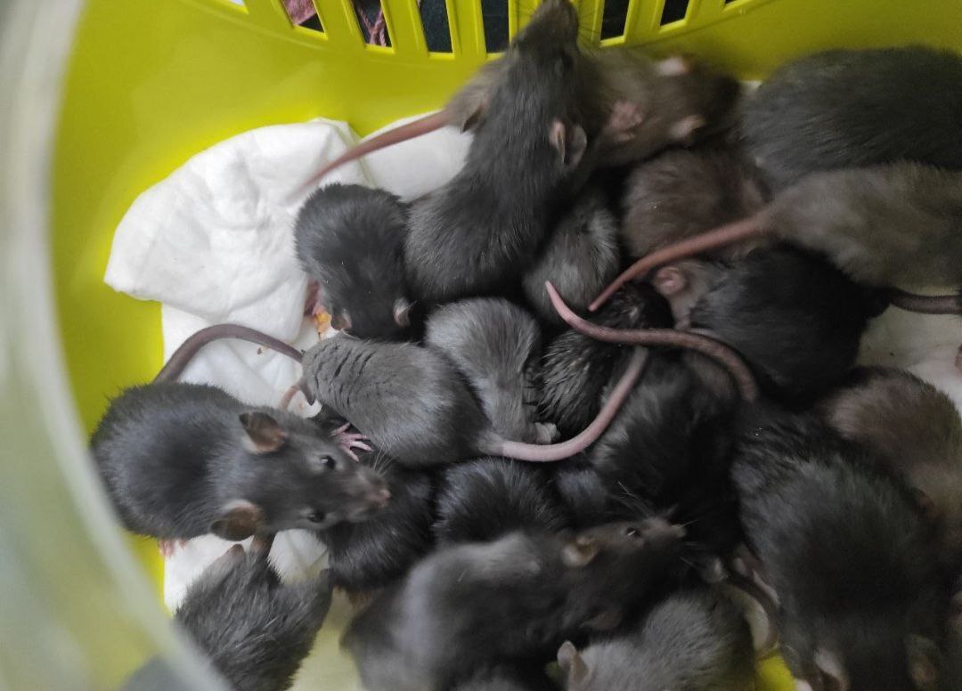 Chronicles of the Hotline. cursed place - Volunteering, Decorative rats, Longpost