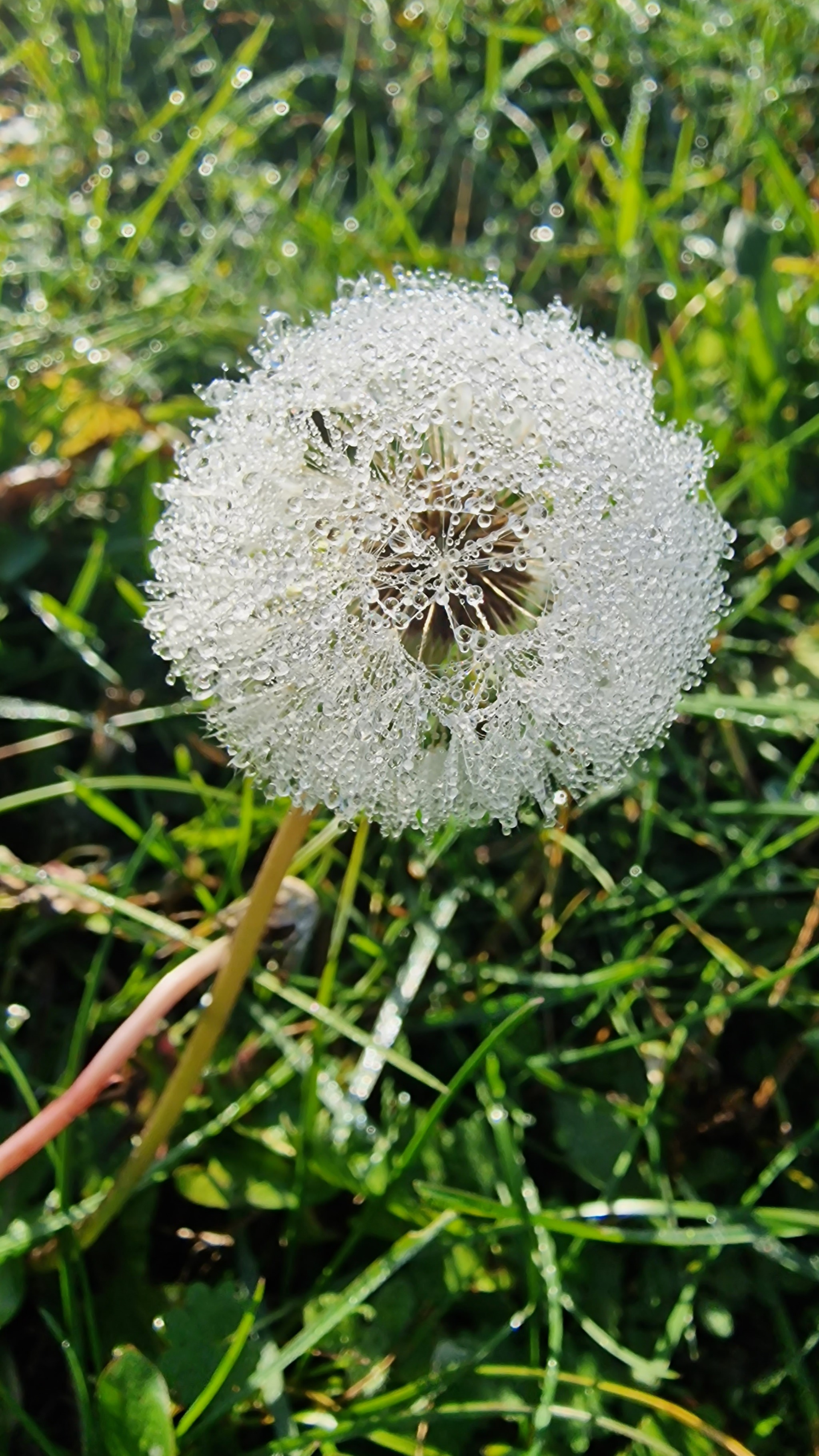 Dandelion, morning, dew... - My, Dandelion, Dew, Mobile photography, Samsung S22 Ultra