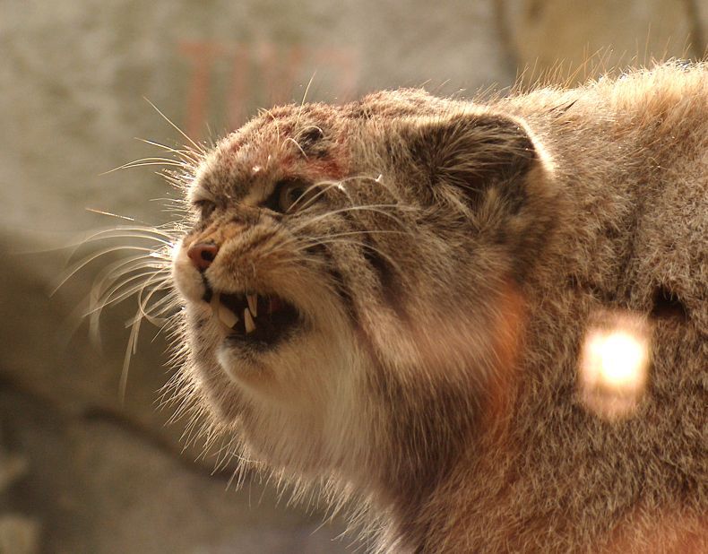 old soldier - Pallas' cat, Pet the cat, Small cats, Cat family, Wild animals, The photo