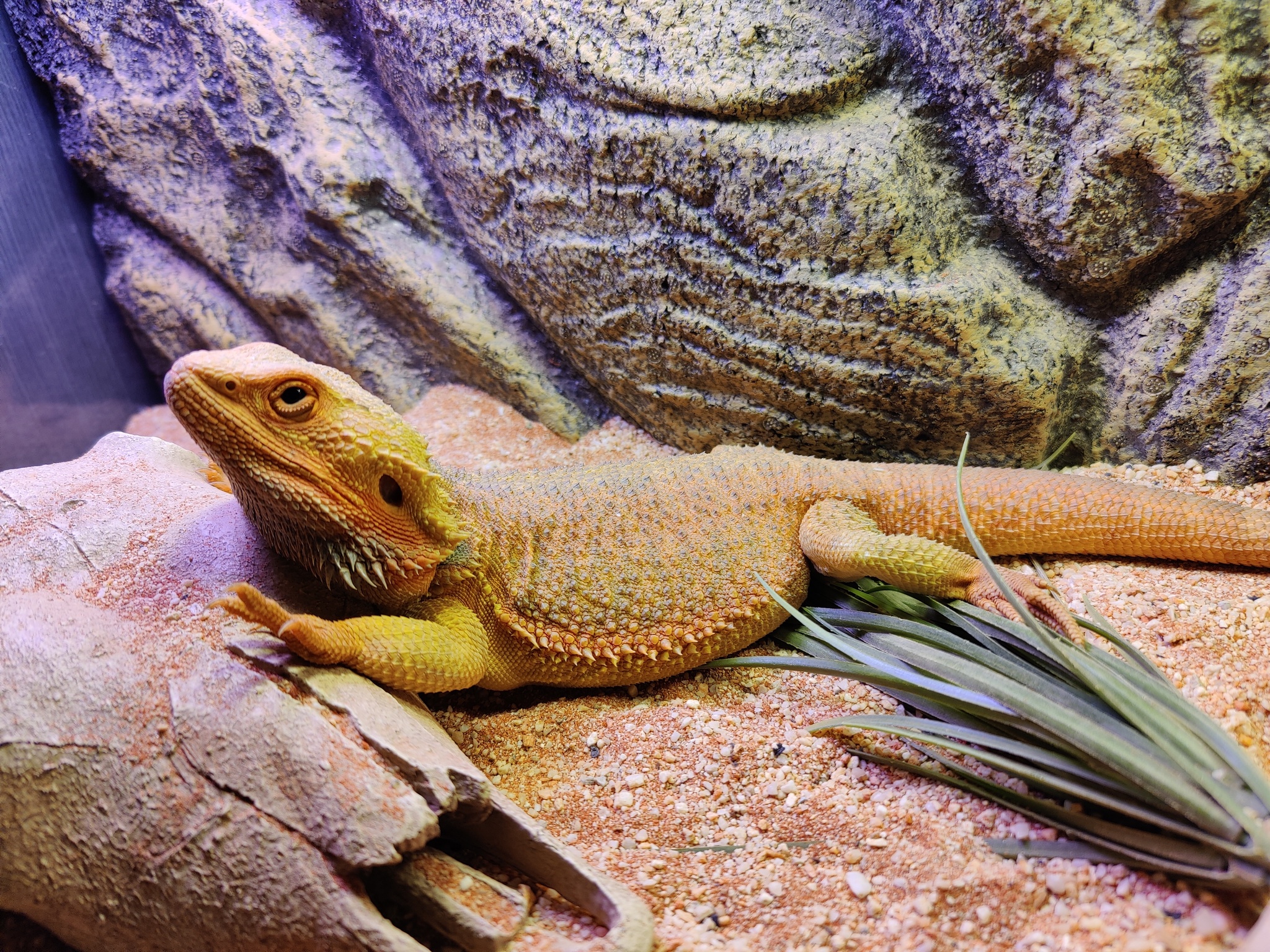 Styopa - My, Reptiles at home, Bearded dragon, The Dragon, Longpost