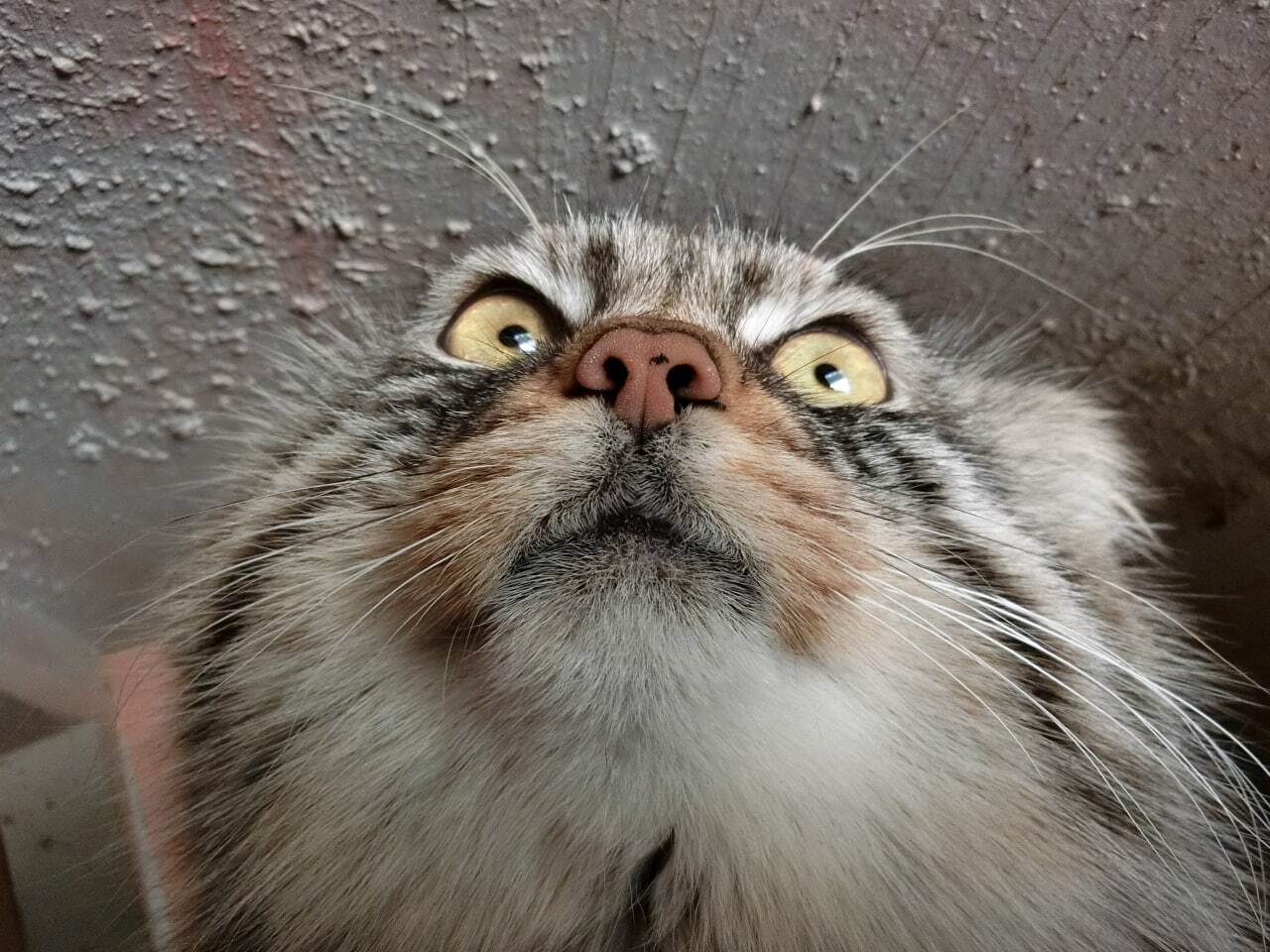 We have been deceived! Manuls do not have white mustaches! - Pallas' cat, Pet the cat, Small cats, Cat family, Wild animals, The photo, Vibrissae, Longpost, Repeat