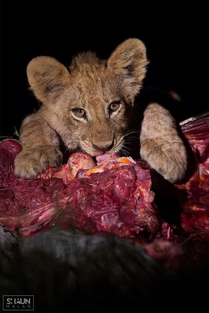 Happy lion cub - Lion cubs, a lion, Rare view, Big cats, Predatory animals, Mammals, Animals, Wild animals, wildlife, Nature, South Africa, The photo, Mining, Meat, Night, Night shooting