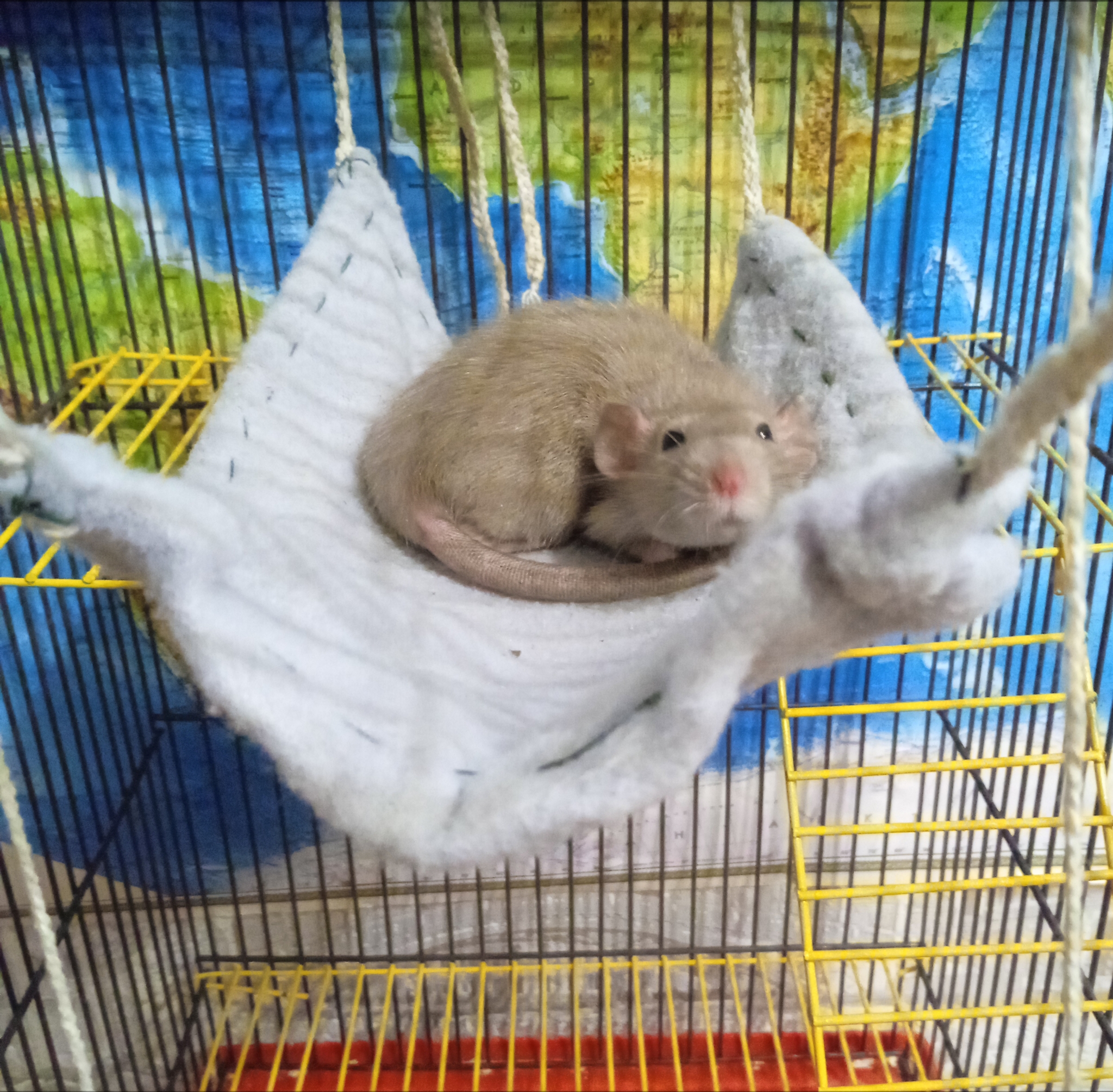 Time to sleep - My, Decorative rats, Rat, Rodents