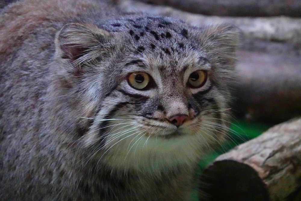 We have been deceived! Manuls do not have white mustaches! - Pallas' cat, Pet the cat, Small cats, Cat family, Wild animals, The photo, Vibrissae, Longpost, Repeat