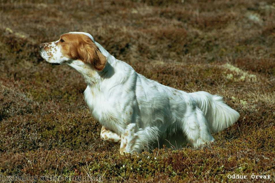 Working Dog Aesthetics #8 - Dog, Dog breeds, Hunting dogs, Setter