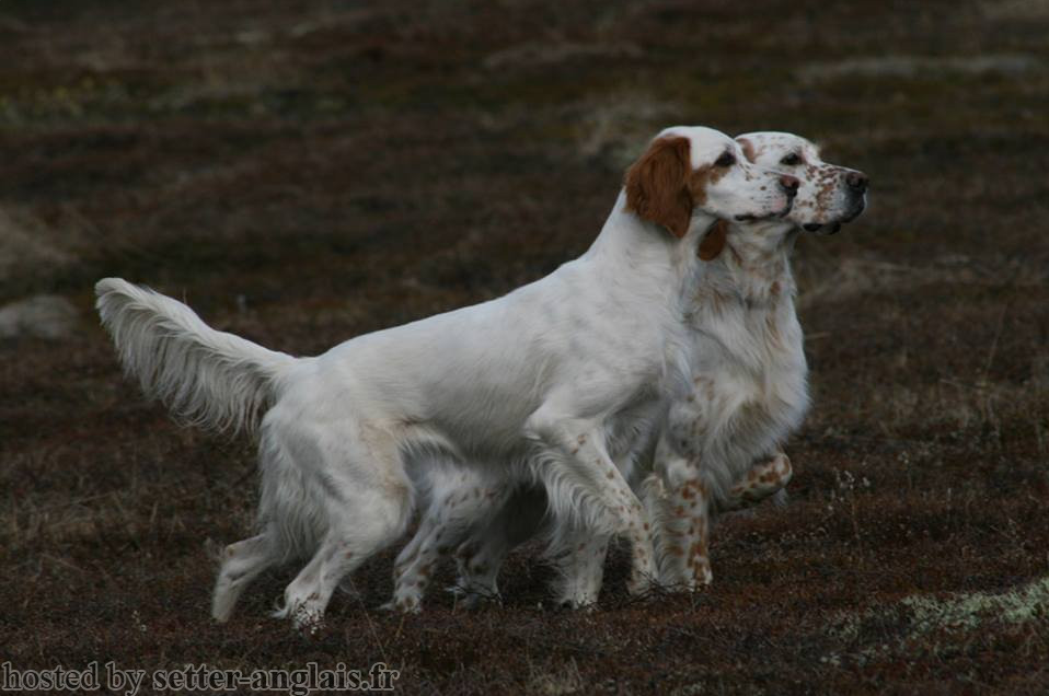 Working Dog Aesthetics #8 - Dog, Dog breeds, Hunting dogs, Setter