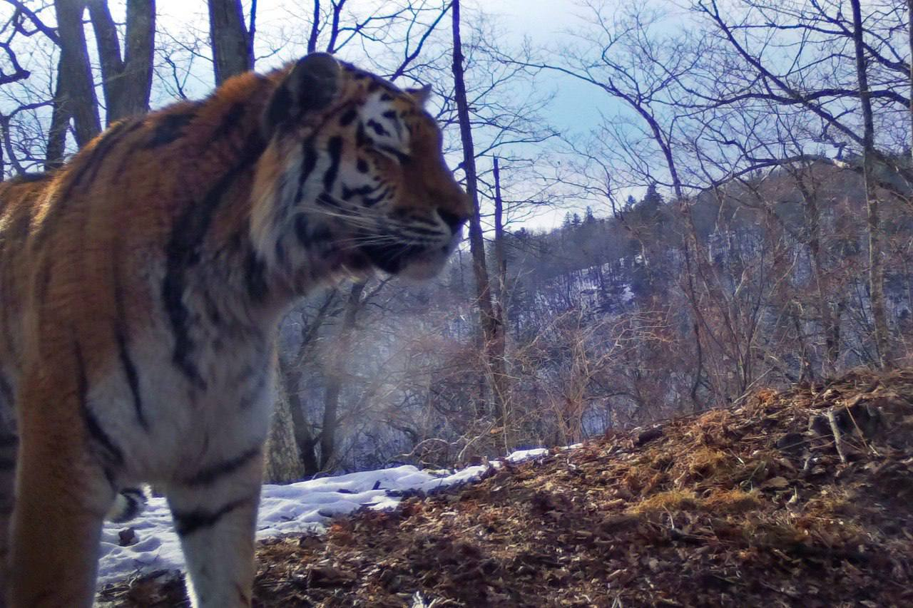 tiger exhalation - Amur tiger, freezing, Winter, Exhalation, Steam, The photo, Tiger, Big cats, Land of the Leopard, Primorsky Krai, wildlife, Wild animals, beauty, Predatory animals, Cat family, Longpost