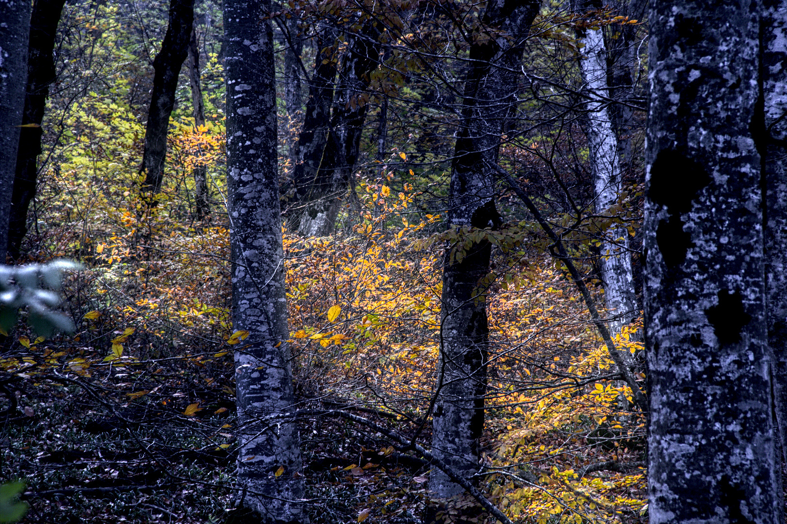 Лес на закате. Осеннее - Моё, Canon, Железноводск, Фотография, Бештау, Лес, Природа, Природа России