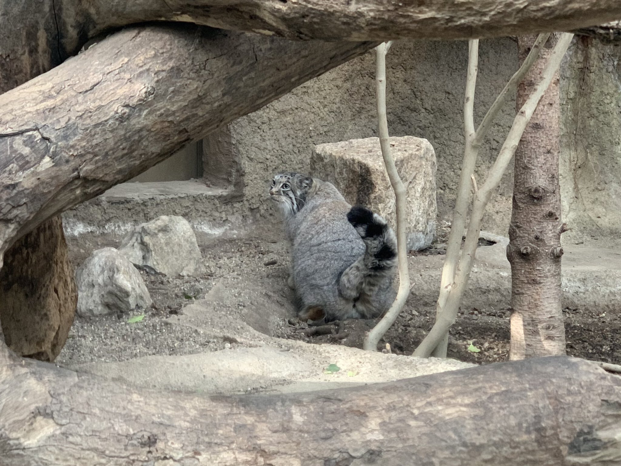 Arrows :3 - Pallas' cat, Pet the cat, Cat family, Small cats