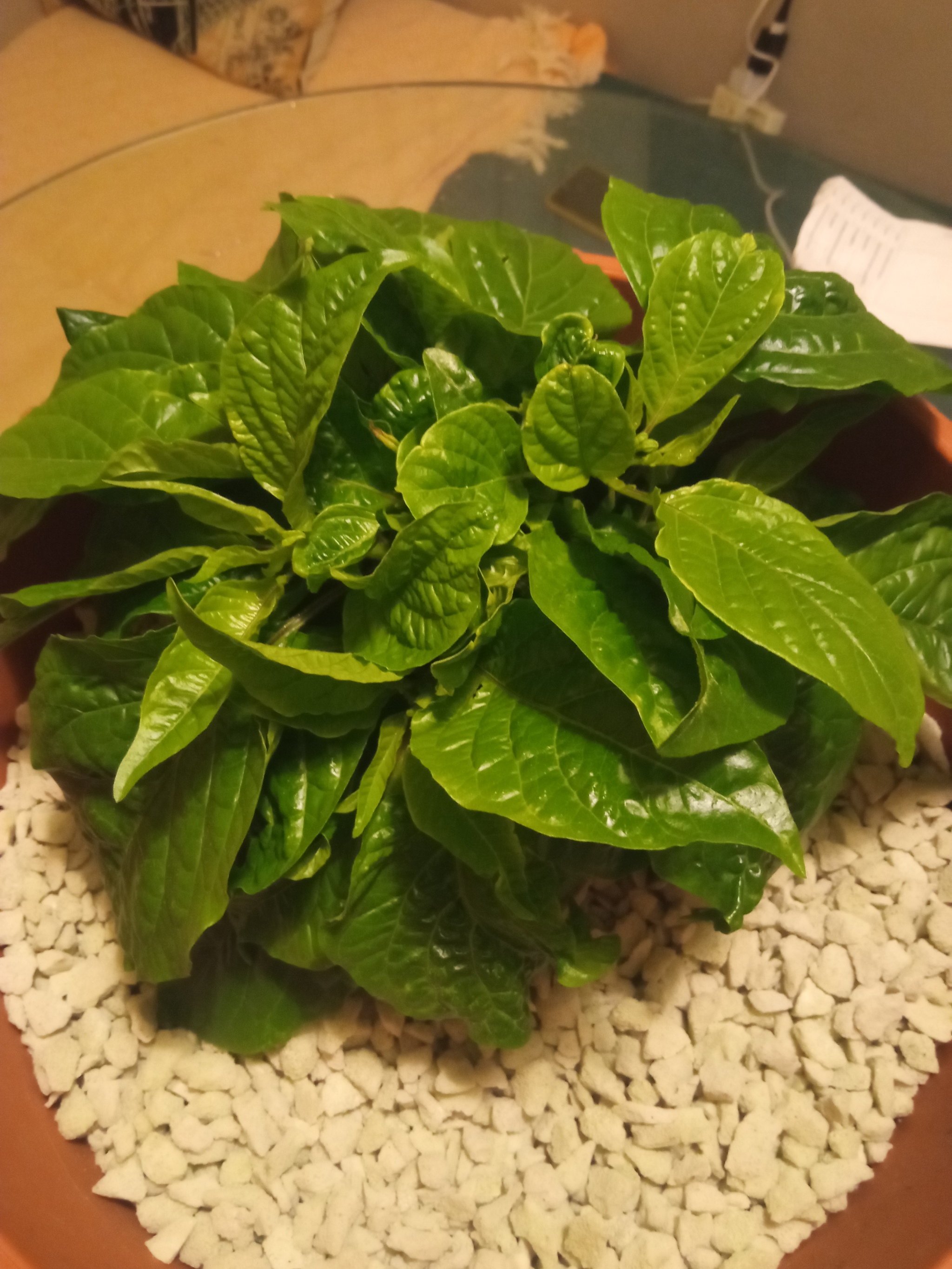 Naga Moric. Continuation of the race - My, Hot peppers, Growing, Chile, Growbox, Longpost