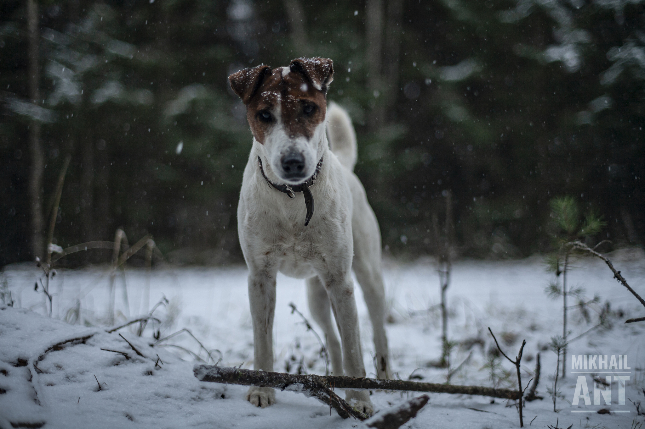 Photography | Canon EOS 5D Mark I + Zenitar-M | Throw a stick, woof! - My, Canon, The photo, Horizontal layout, Winter, Snow, Nature, Forest, Tree, Grass, Animals, Pets, Dog, Stick