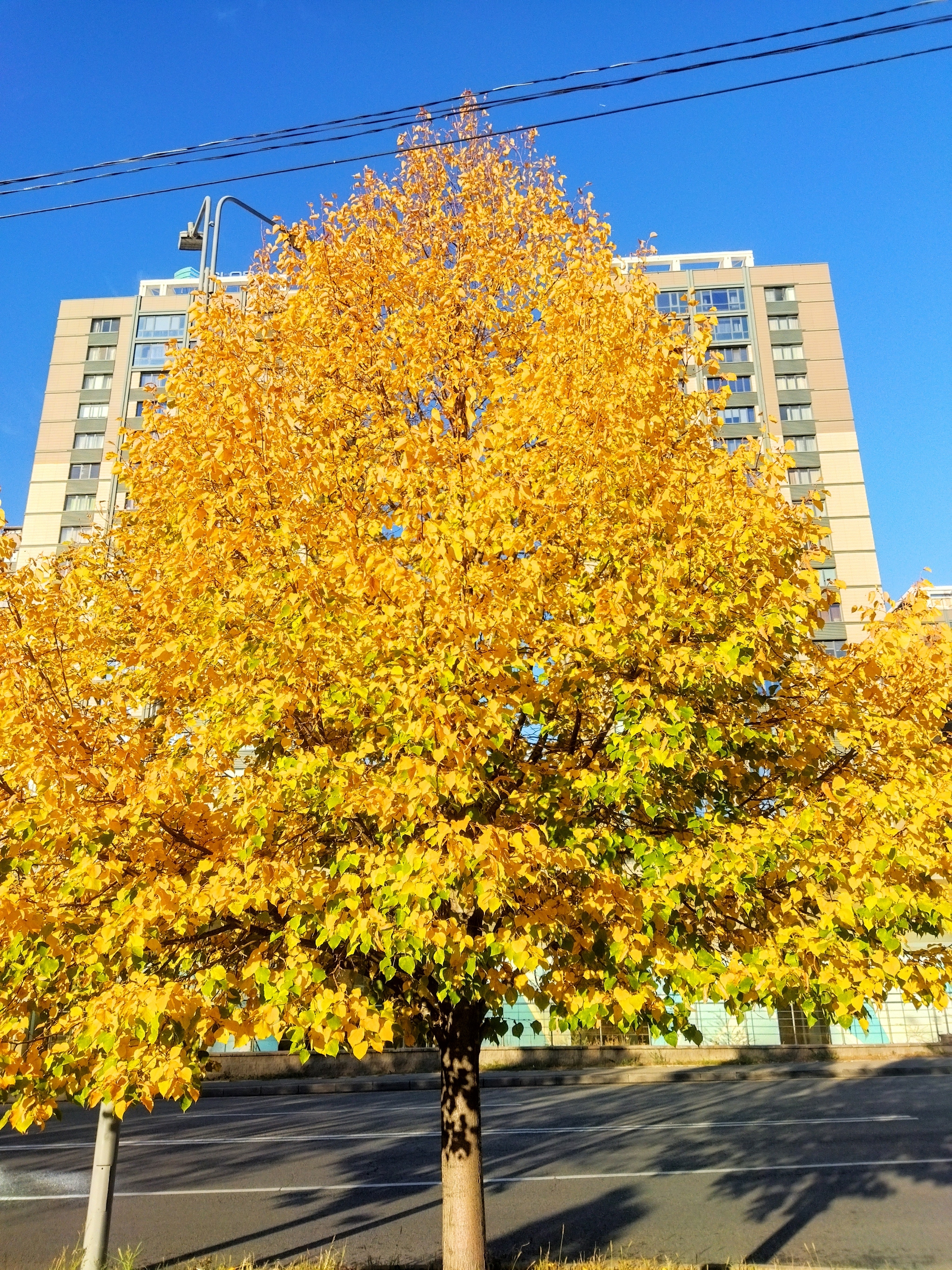 urban autumn - My, The photo, Kazakhstan, Mobile photography, Autumn leaves, Tree, Urban environment