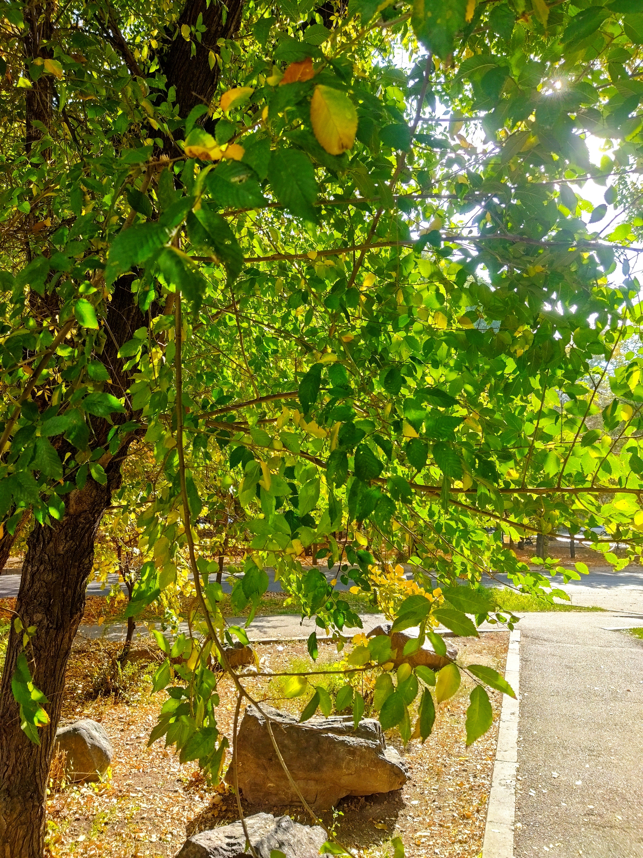 urban autumn - My, The photo, Kazakhstan, Mobile photography, Autumn leaves, Tree, Urban environment