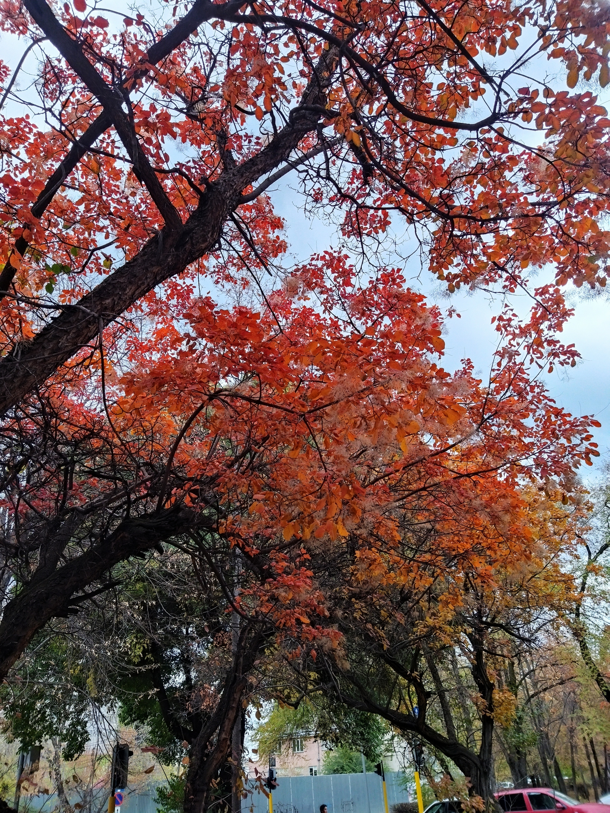 urban autumn - My, The photo, Kazakhstan, Mobile photography, Autumn leaves, Tree, Urban environment