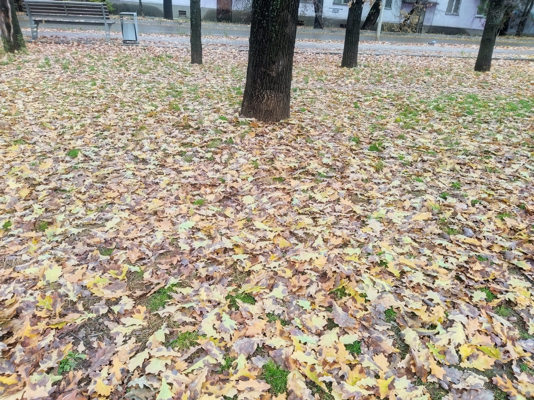 urban autumn - My, The photo, Kazakhstan, Mobile photography, Autumn leaves, Tree, Urban environment