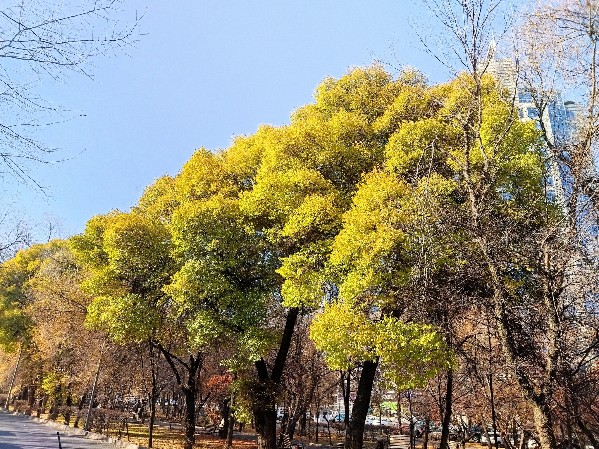 urban autumn - My, The photo, Kazakhstan, Mobile photography, Autumn leaves, Tree, Urban environment