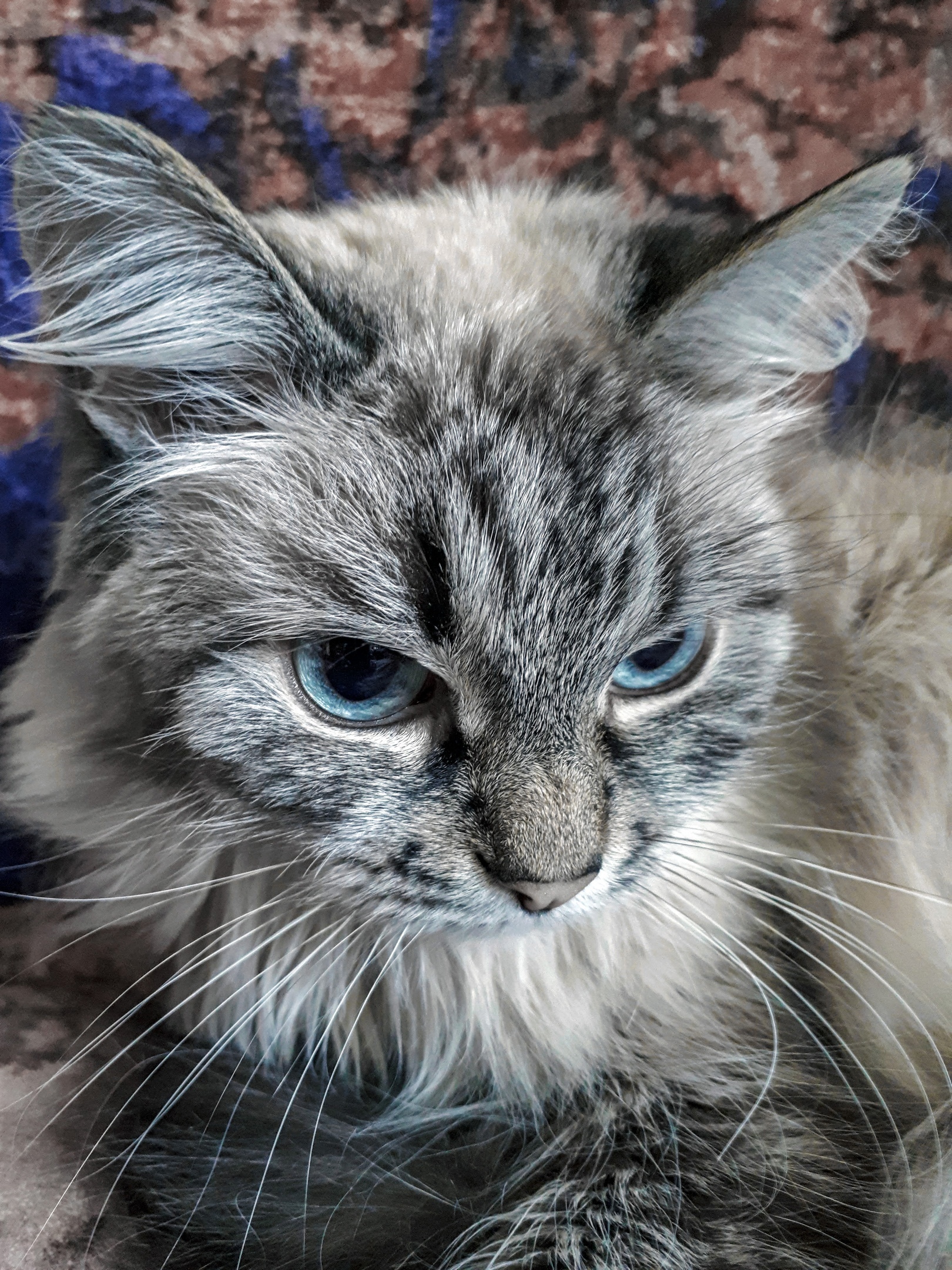 Fluffy thought - My, Mobile photography, cat, Blue eyes, Animals