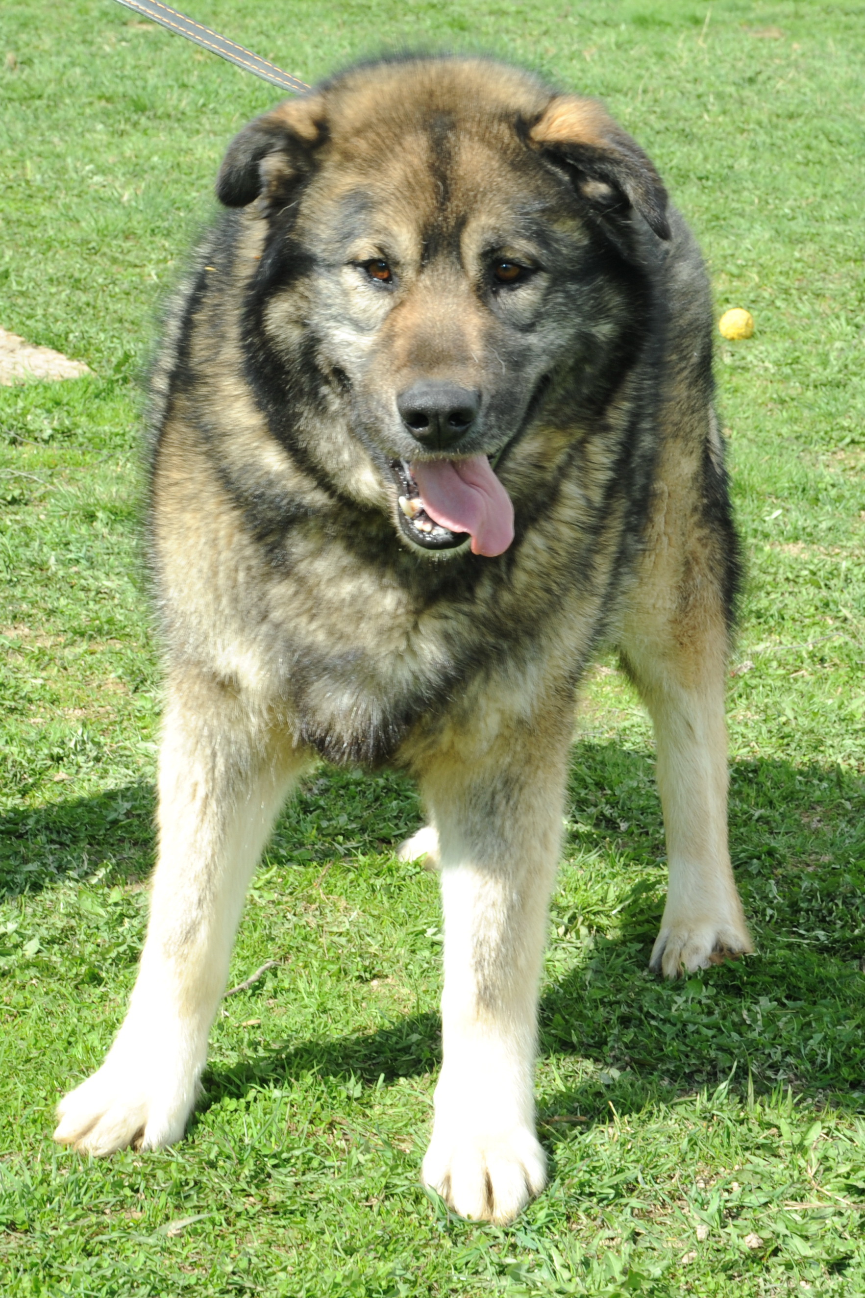 Amur. Big and incredibly charming - My, Shelter, Animal shelter, In good hands, The rescue, Veterinary, Homeless animals, Helping animals, Help, Animal Rescue, Moscow region, Kindness, Moscow, Milota, No rating, Longpost, Dog