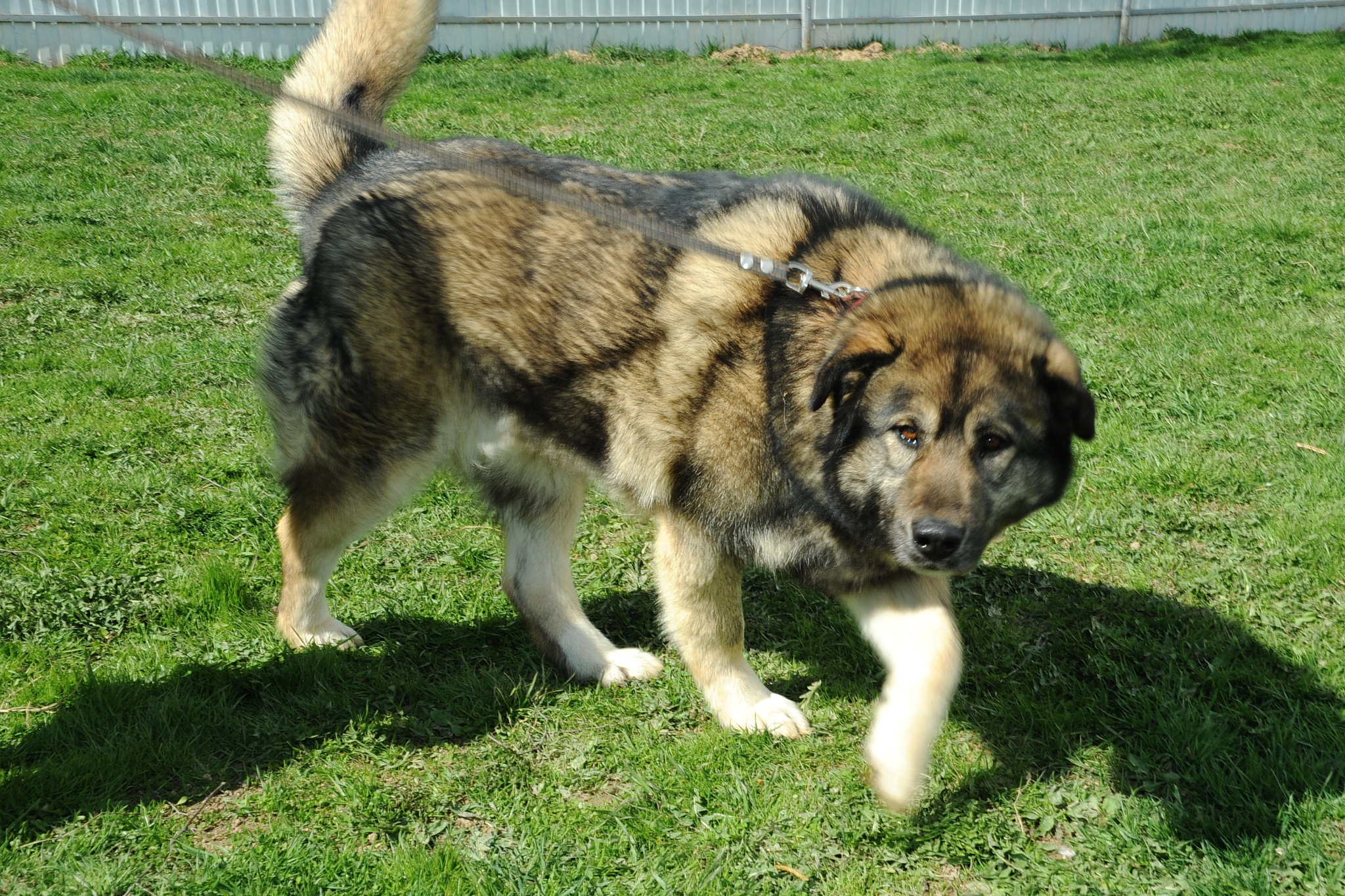 Amur. Big and incredibly charming - My, Shelter, Animal shelter, In good hands, The rescue, Veterinary, Homeless animals, Helping animals, Help, Animal Rescue, Moscow region, Kindness, Moscow, Milota, No rating, Longpost, Dog