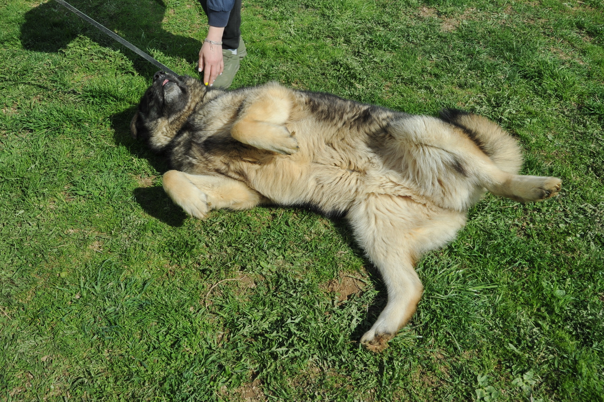 Amur. Big and incredibly charming - My, Shelter, Animal shelter, In good hands, The rescue, Veterinary, Homeless animals, Helping animals, Help, Animal Rescue, Moscow region, Kindness, Moscow, Milota, No rating, Longpost, Dog