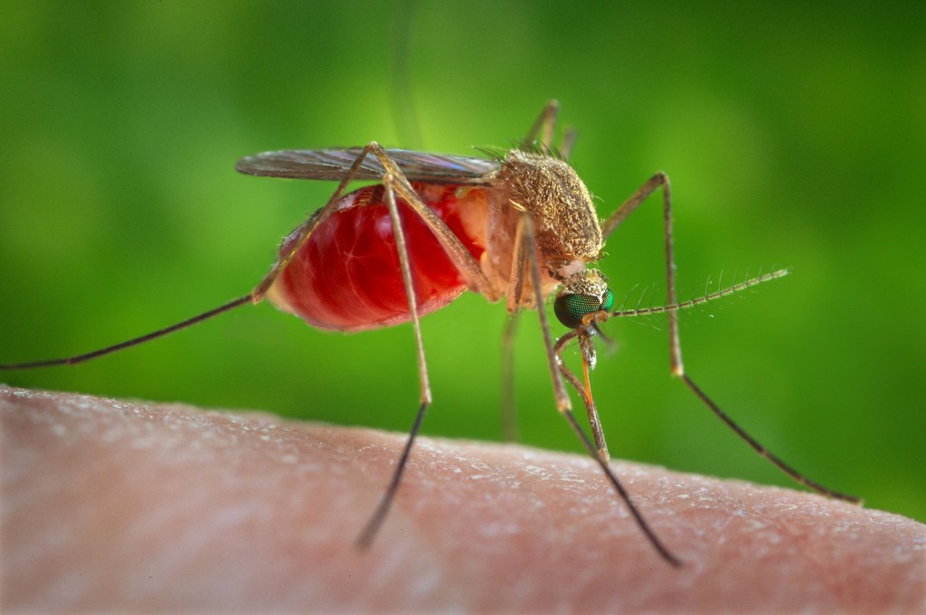 Did you do that? - My, Mosquitoes, Childhood, Forest