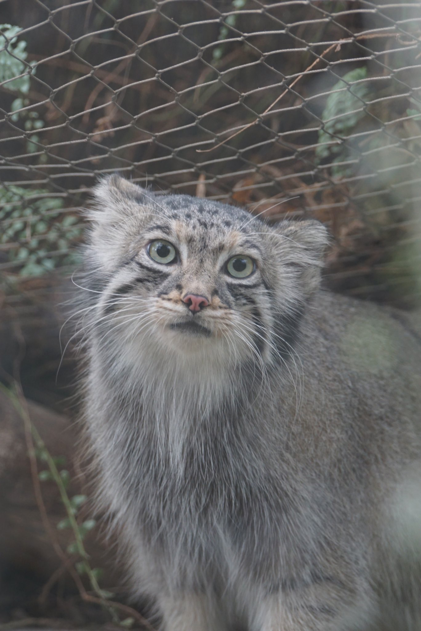 Thinking about the meaning of life :3 - Pallas' cat, Pet the cat, Cat family, Small cats