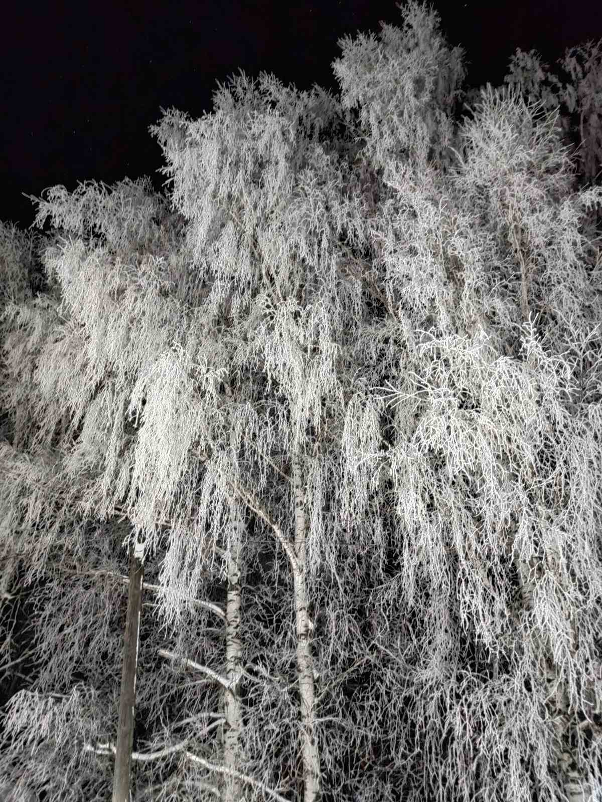 Just beautiful - My, The photo, Winter, Forest, Village, Longpost