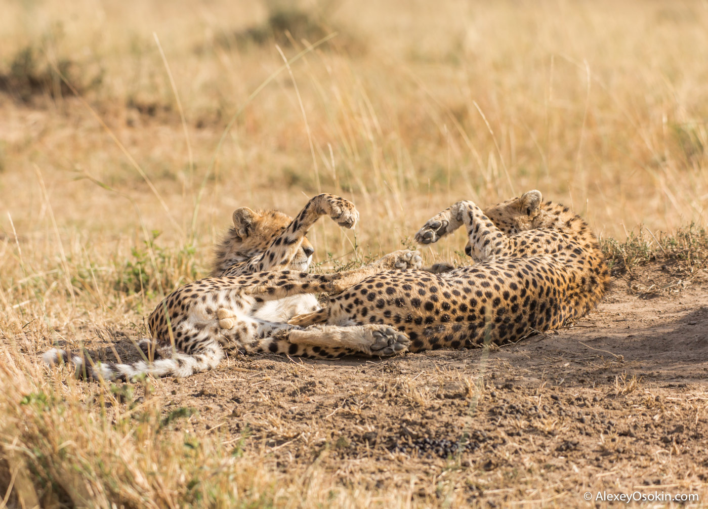 December 4 is International Cheetah Day - Cheetah, Rare view, Small cats, Cat family, Mammals, Animals, Wild animals, wildlife, Africa, The photo, Young, Alexey Osokin, Longpost